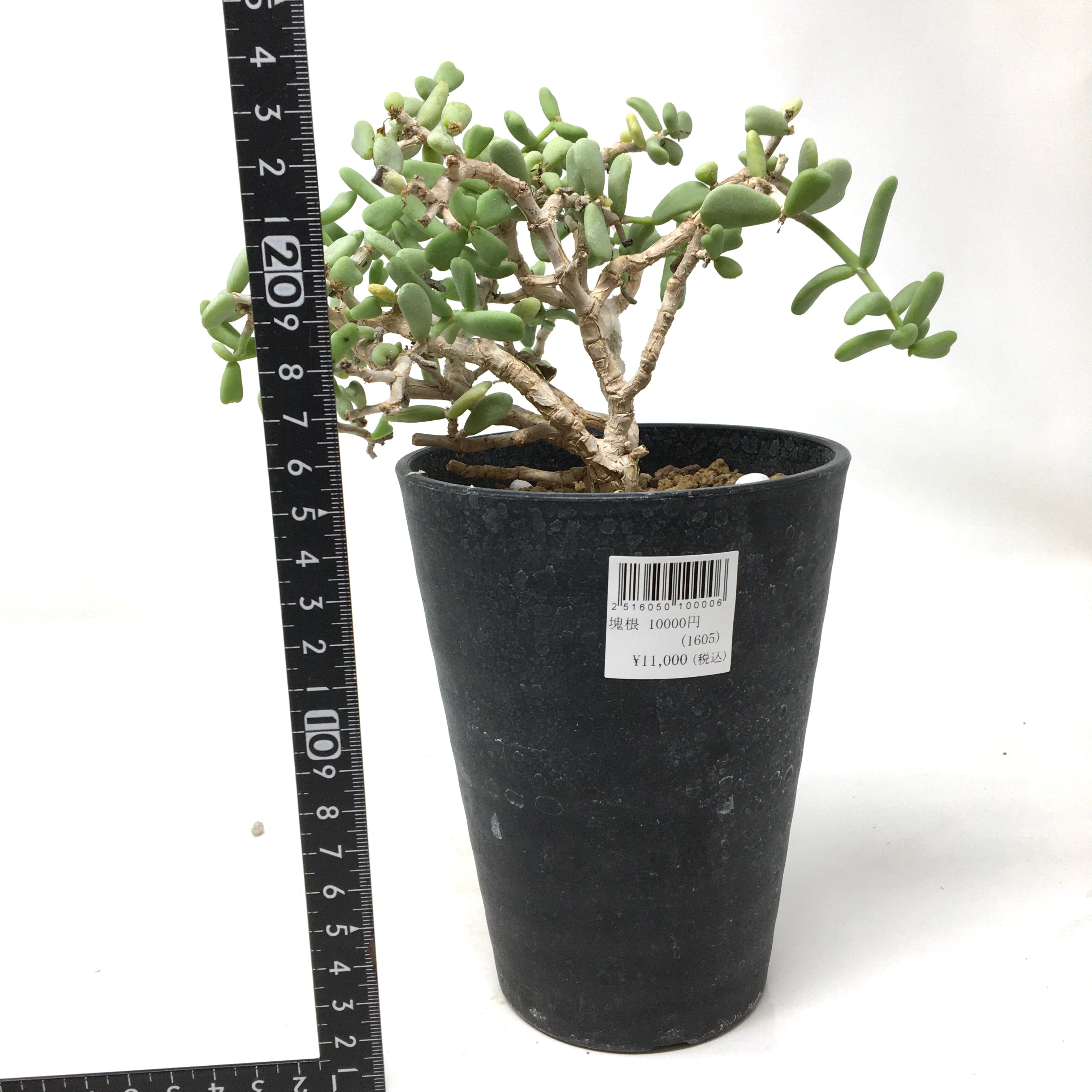 ケラリア ピグマエア 実生 塊根植物 ②