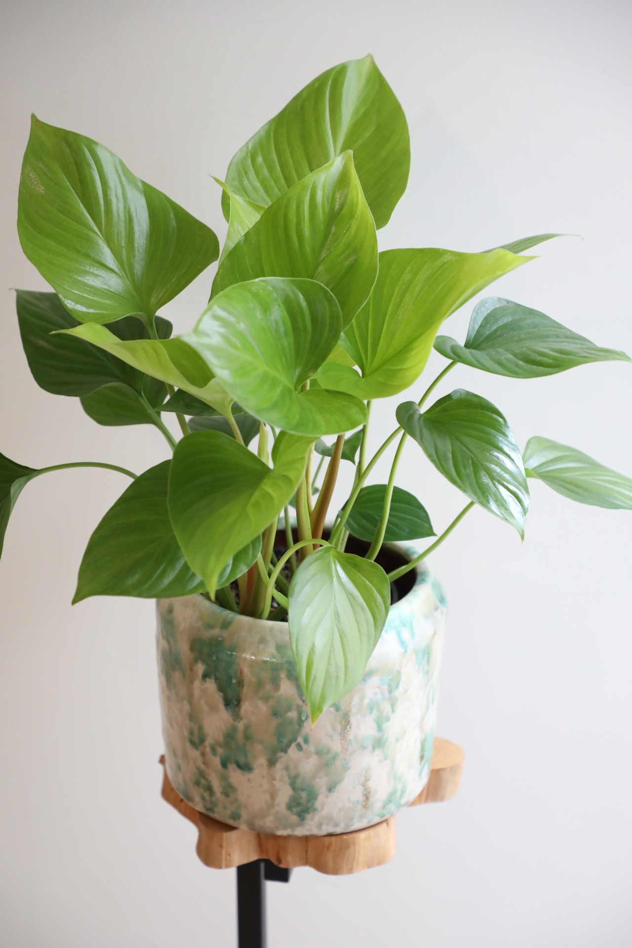 【M】ホマロメナ・サンシャインジェム/Homalomena Sunshinegem  ※陶器カバー付き