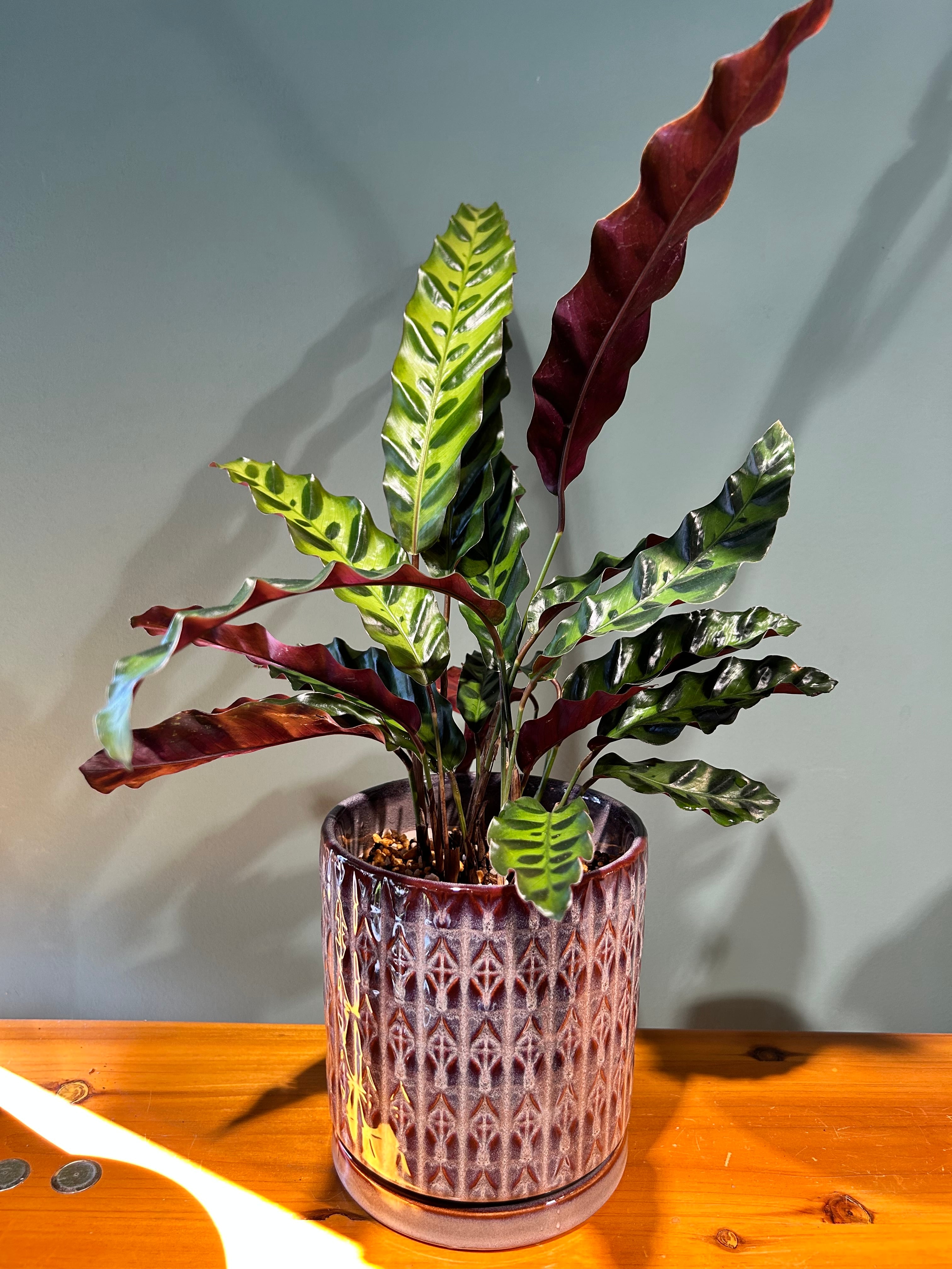 鉢セット フィロデンドロン バーキン 室内向けの土 | 植物との暮らし