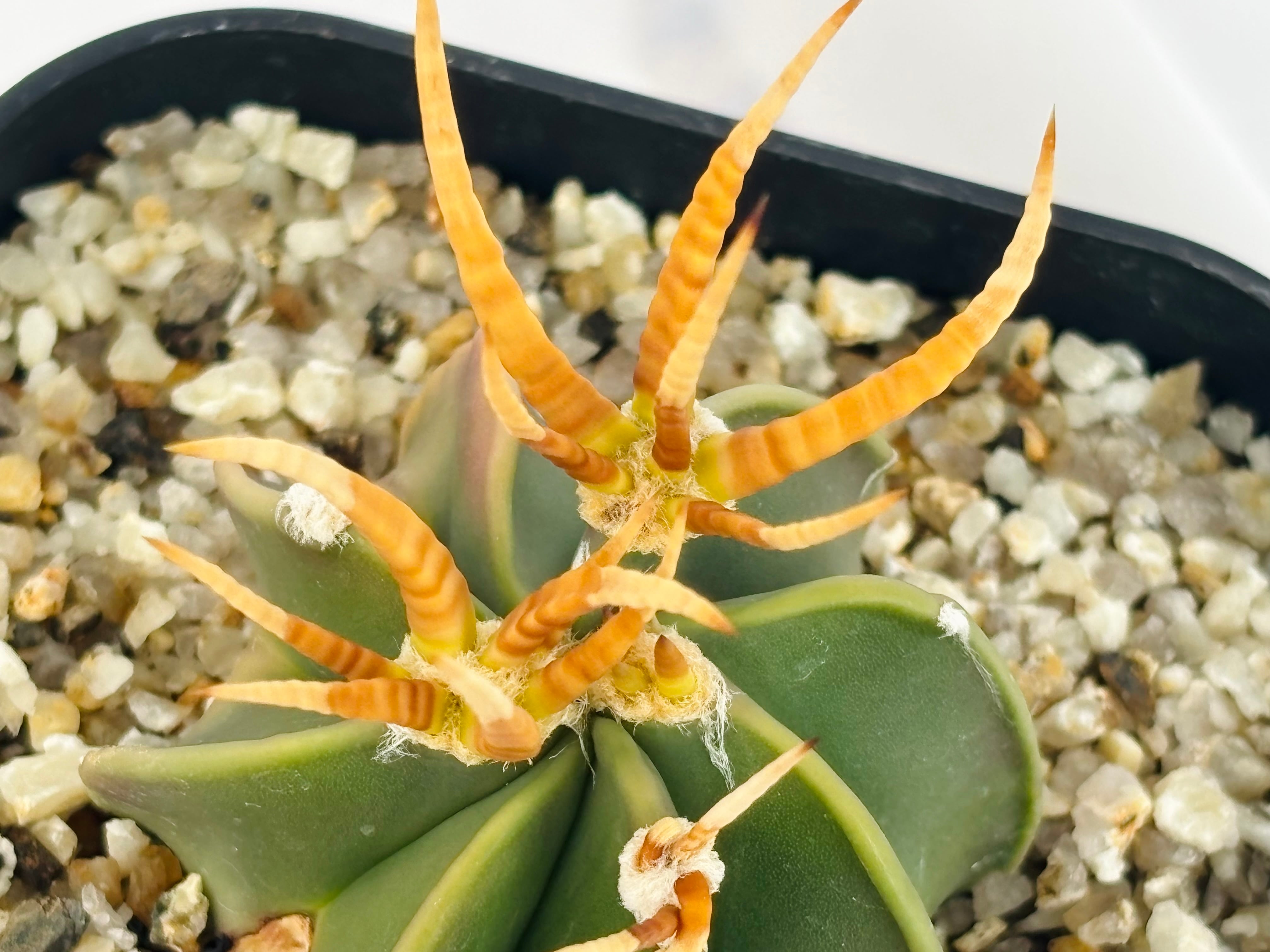 Astrophytum capricorne v. crassispinum アストロフィツム 水牛大鳳玉