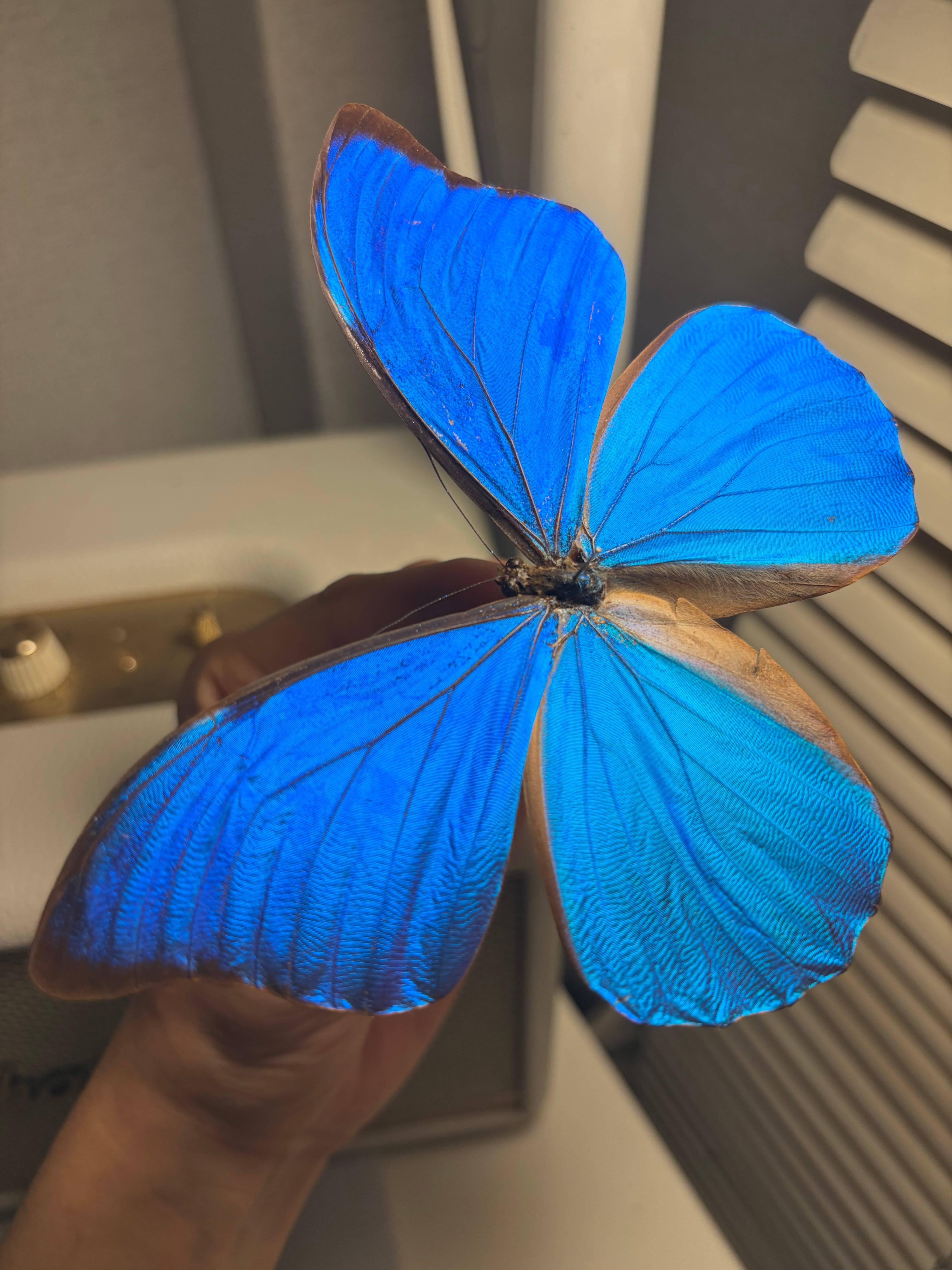 アナキシビアモルフォ 標本 蝶 チョウ Morpho anaxibia 外国産蝶標本