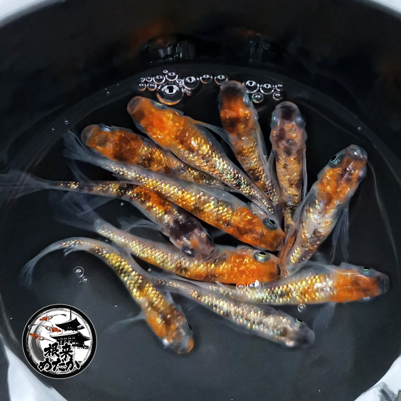 1ペア】三色ラメ松井ヒレ長 | メダカ専門店 根来めだか