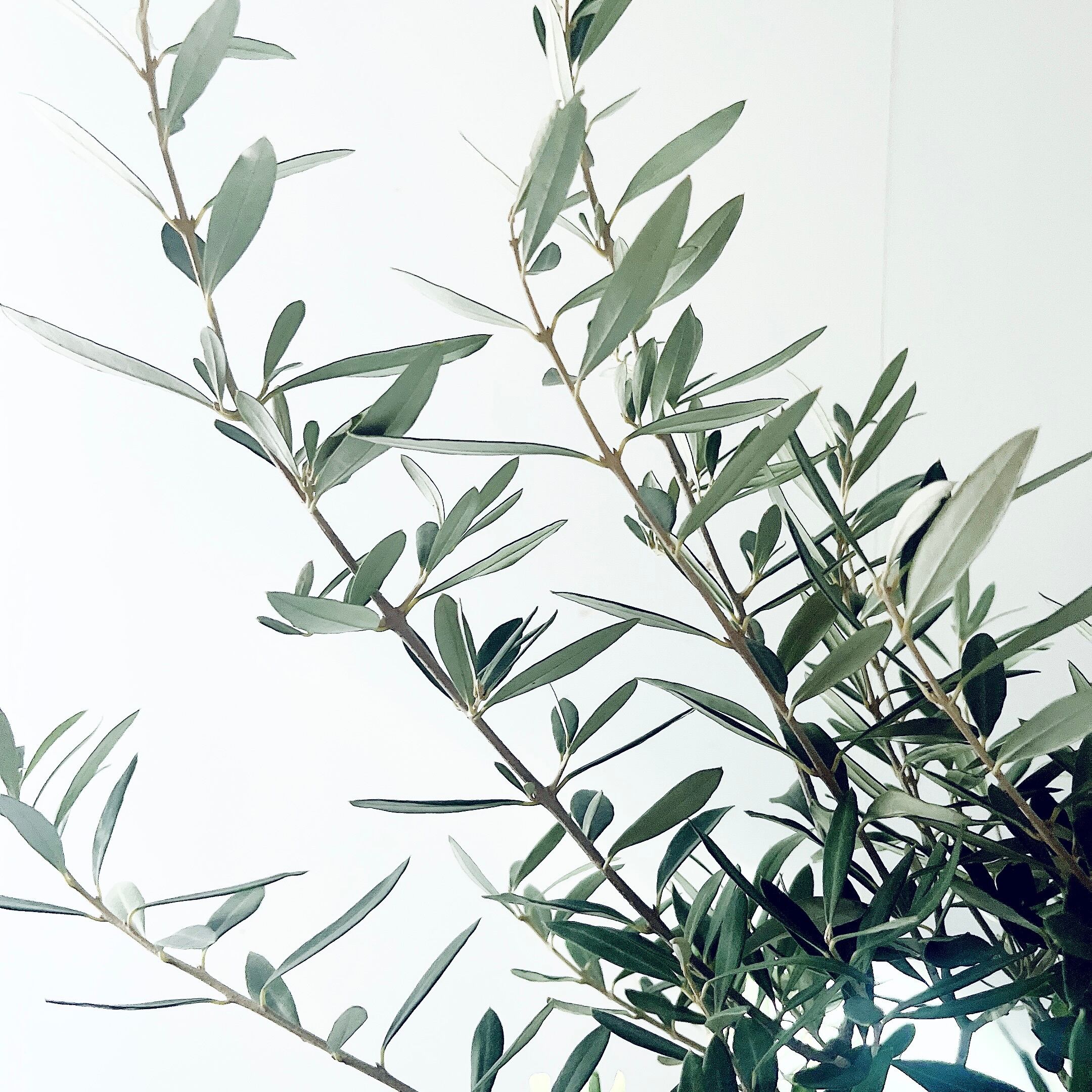 特A品】オリーブ チプレッシーノ Lサイズ 観葉植物 calm cafe | calm