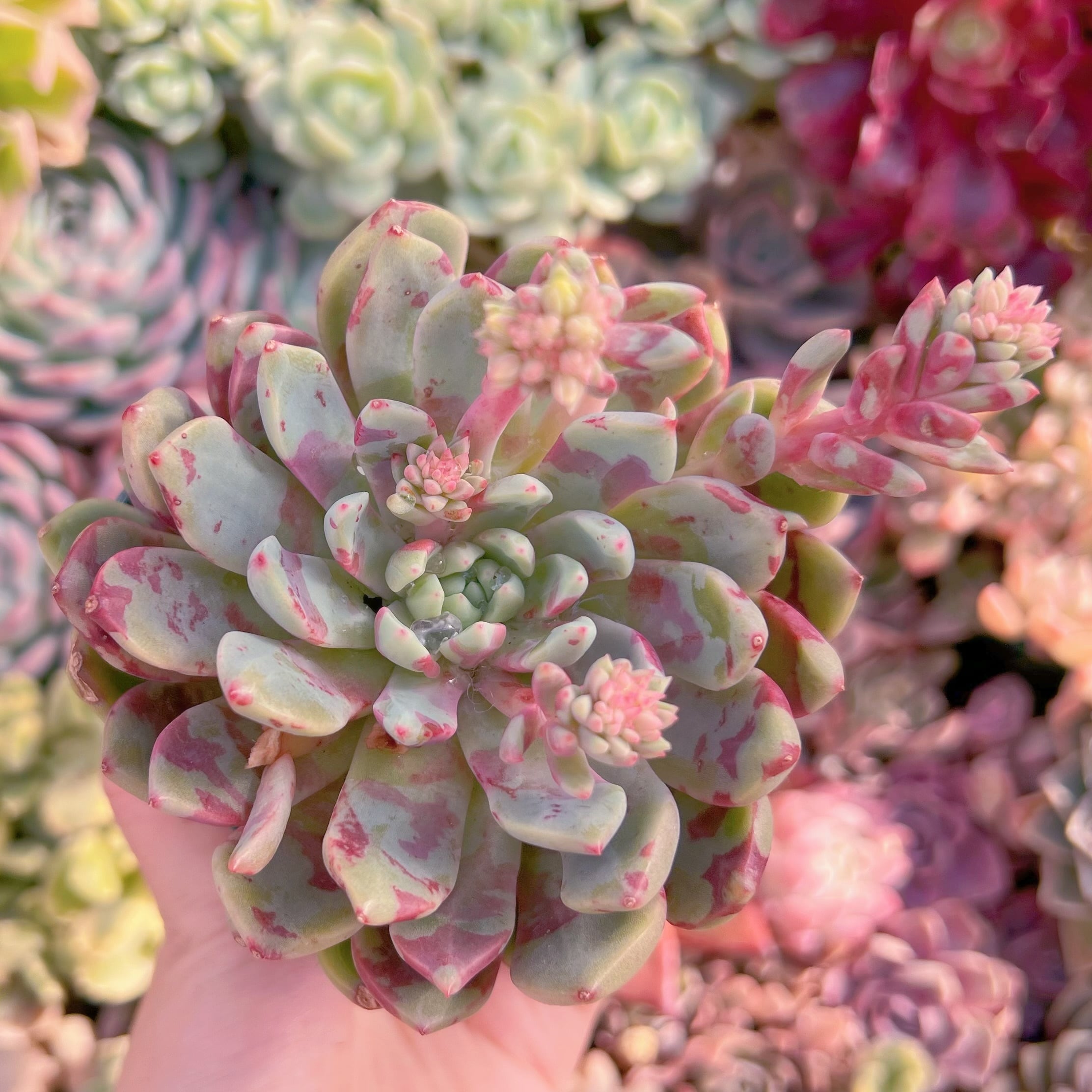 現品　ブラッドスワロー#B02　るる農園