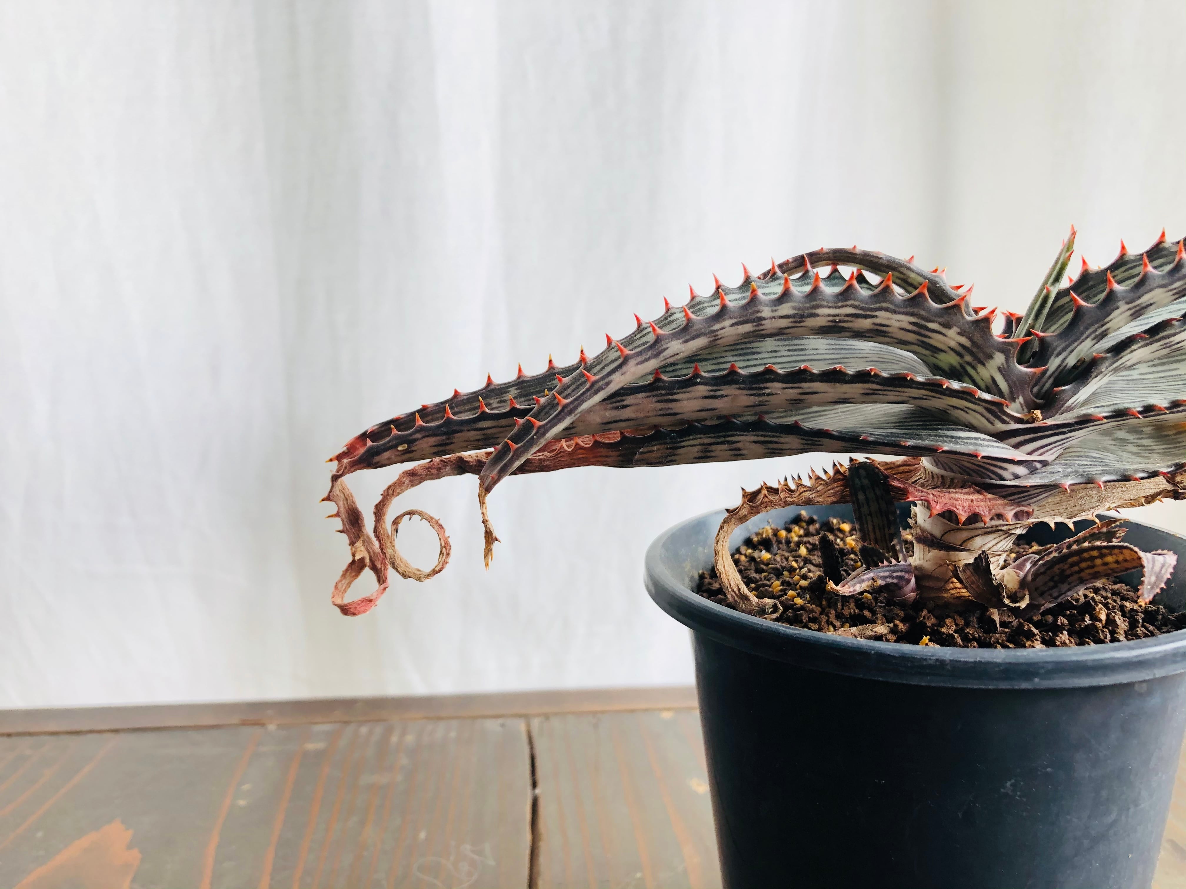 Aloe branddraaiensis アロエ ブランドレイエンシス | plants MARU