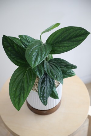 【S】モンステラ ジェイド シャルトコック/Monstera Jade Shuttlecock