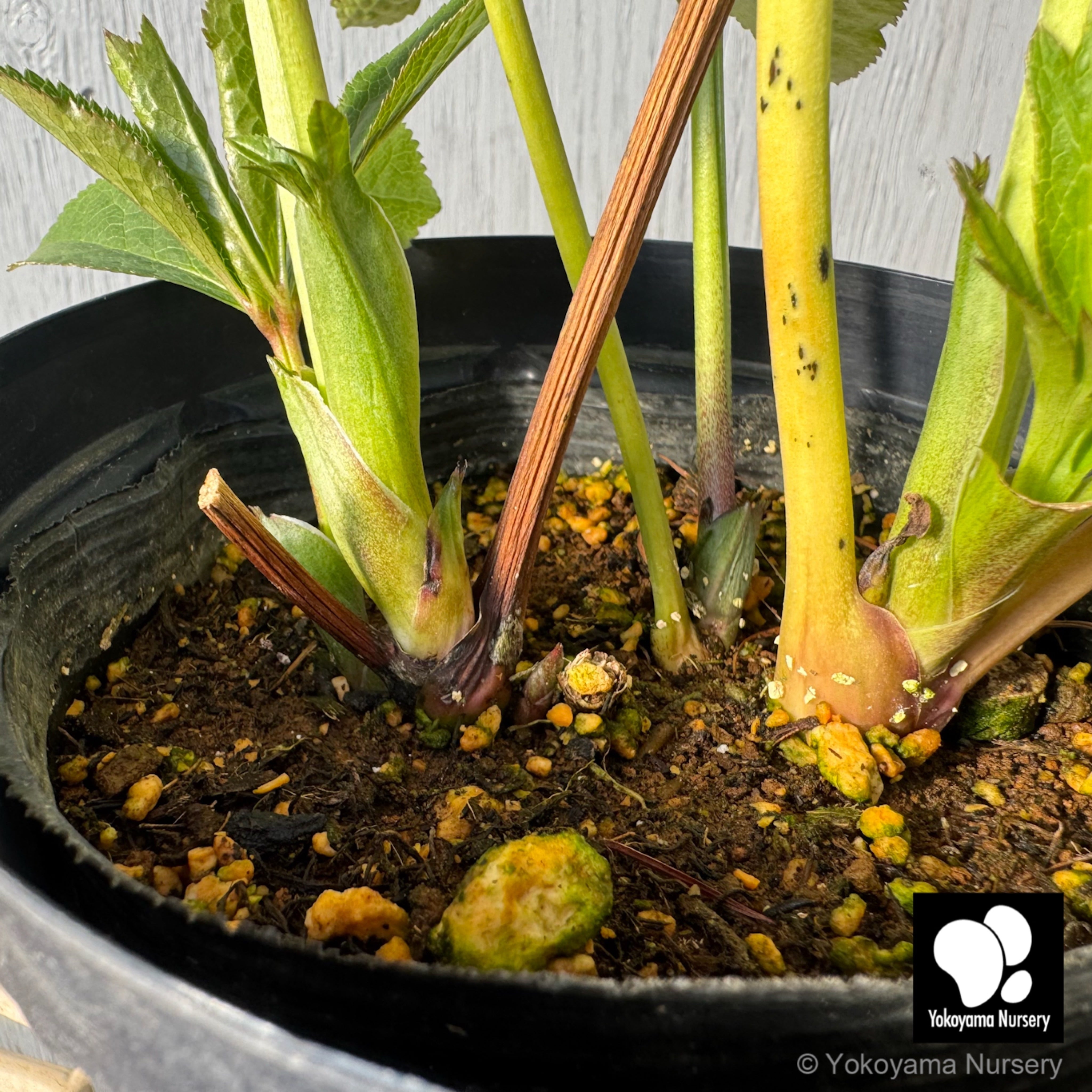 抽選販売】［11］ クリスマスローズ プリマドレス ピンクホワイト バイ