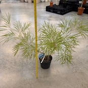 グレビレア バンクシー【655】