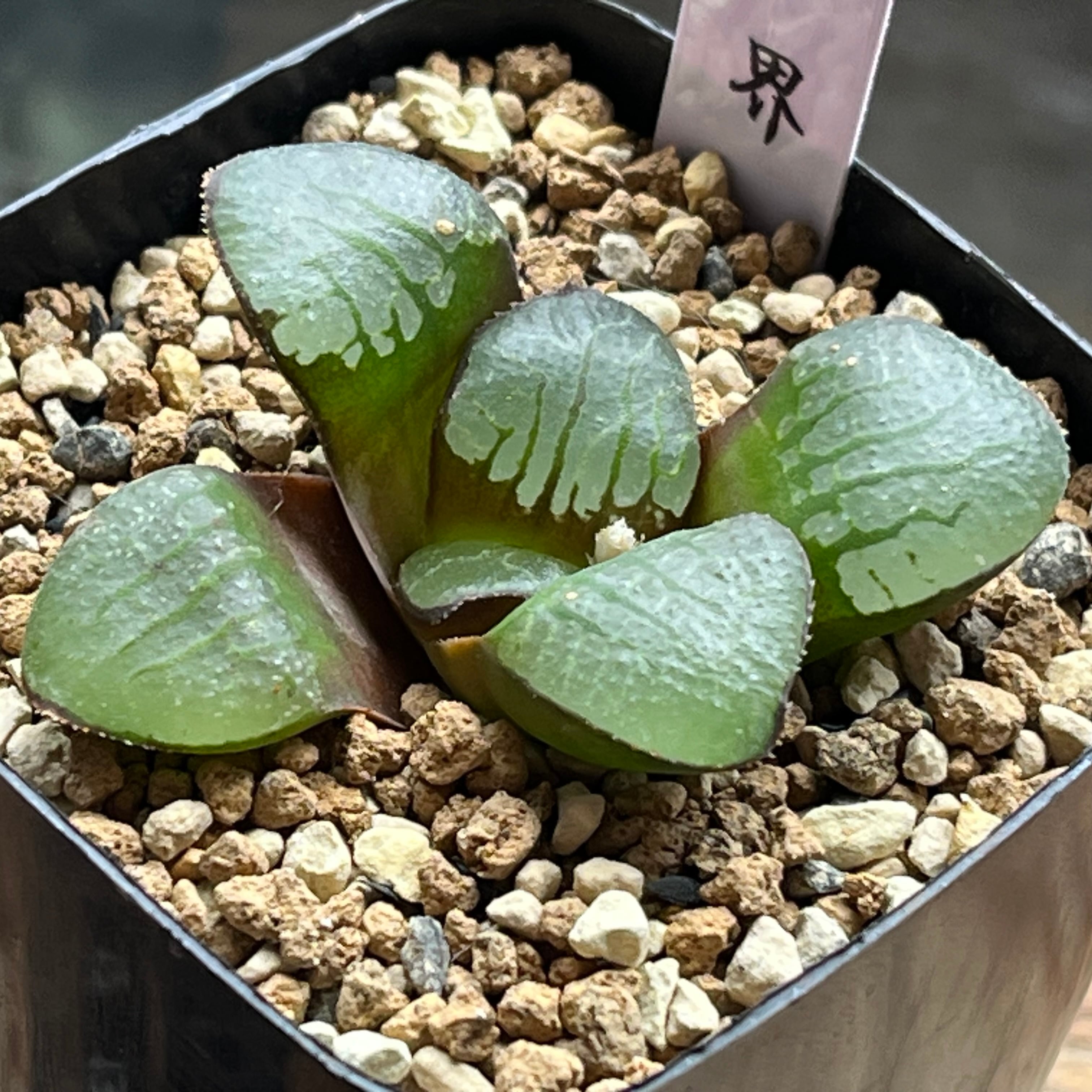 ハオルチア 魔界 | mocono_plants