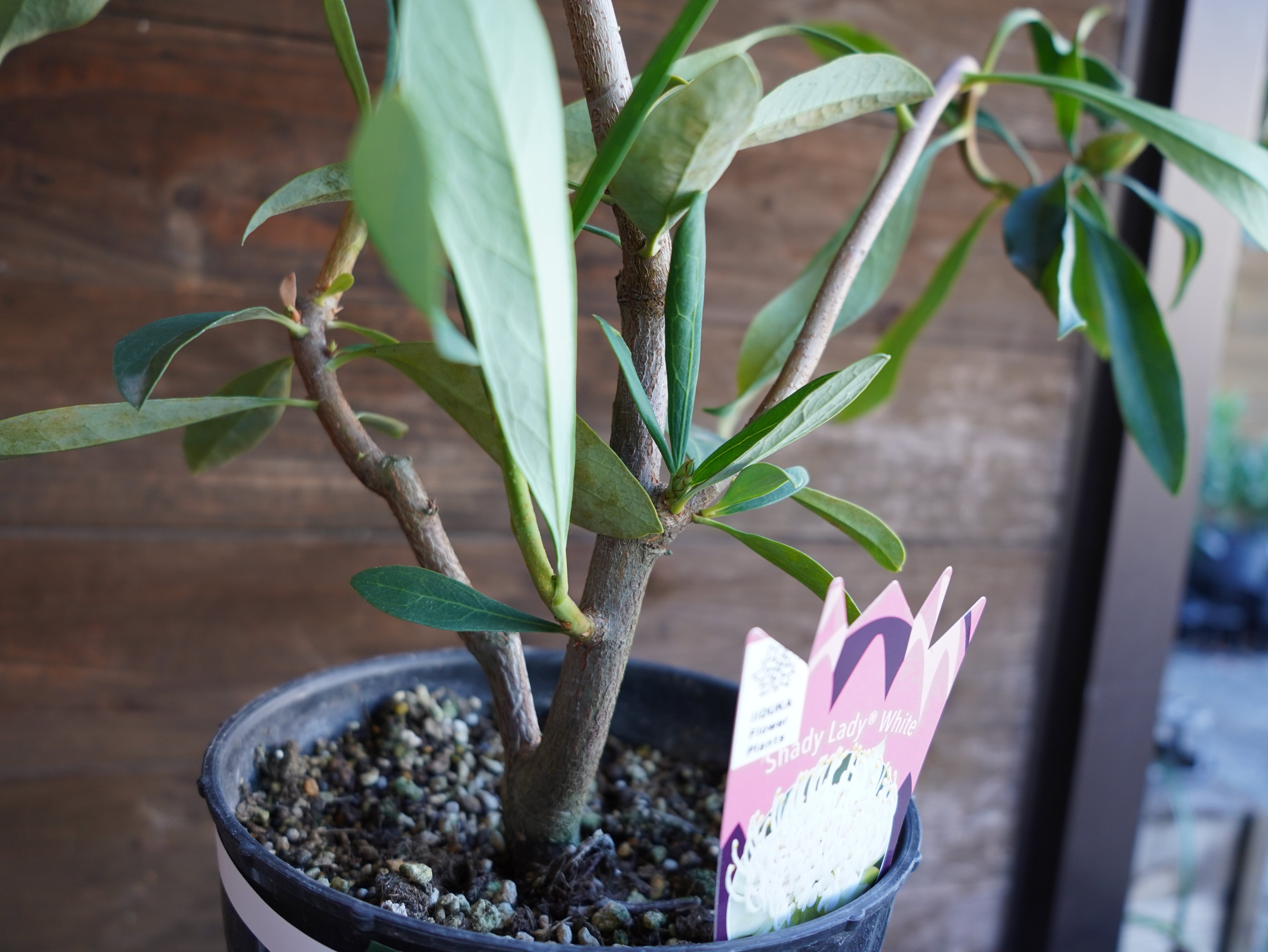 【現物】テロペア ”シェイディレディホワイト”