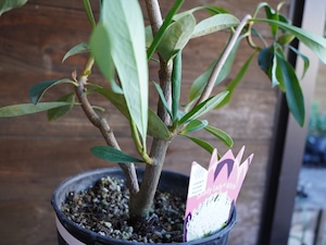 【現物】テロペア ”シェイディレディホワイト”