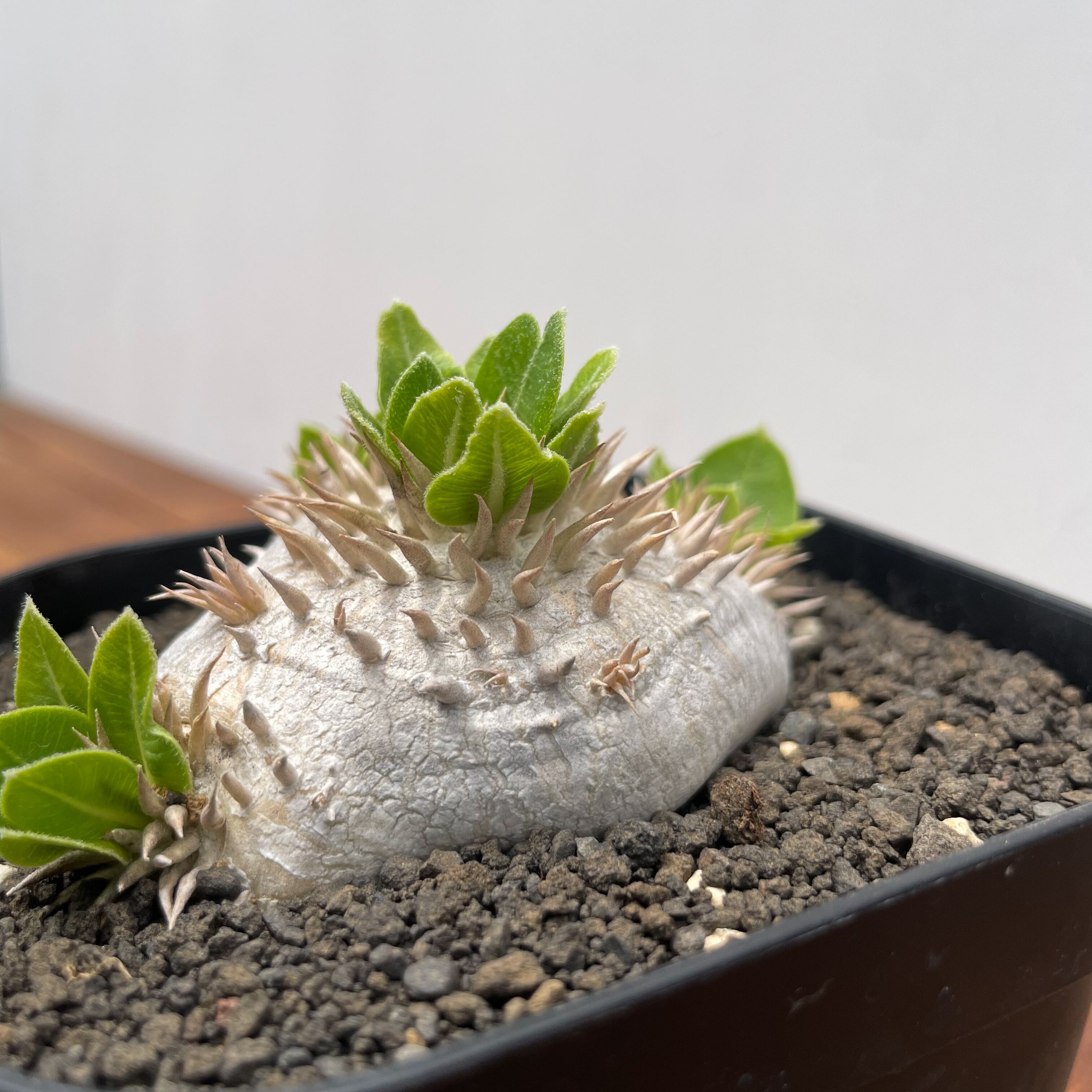 Pachypodium brevicaule ssp . Leucoxanthum【パキポディウム