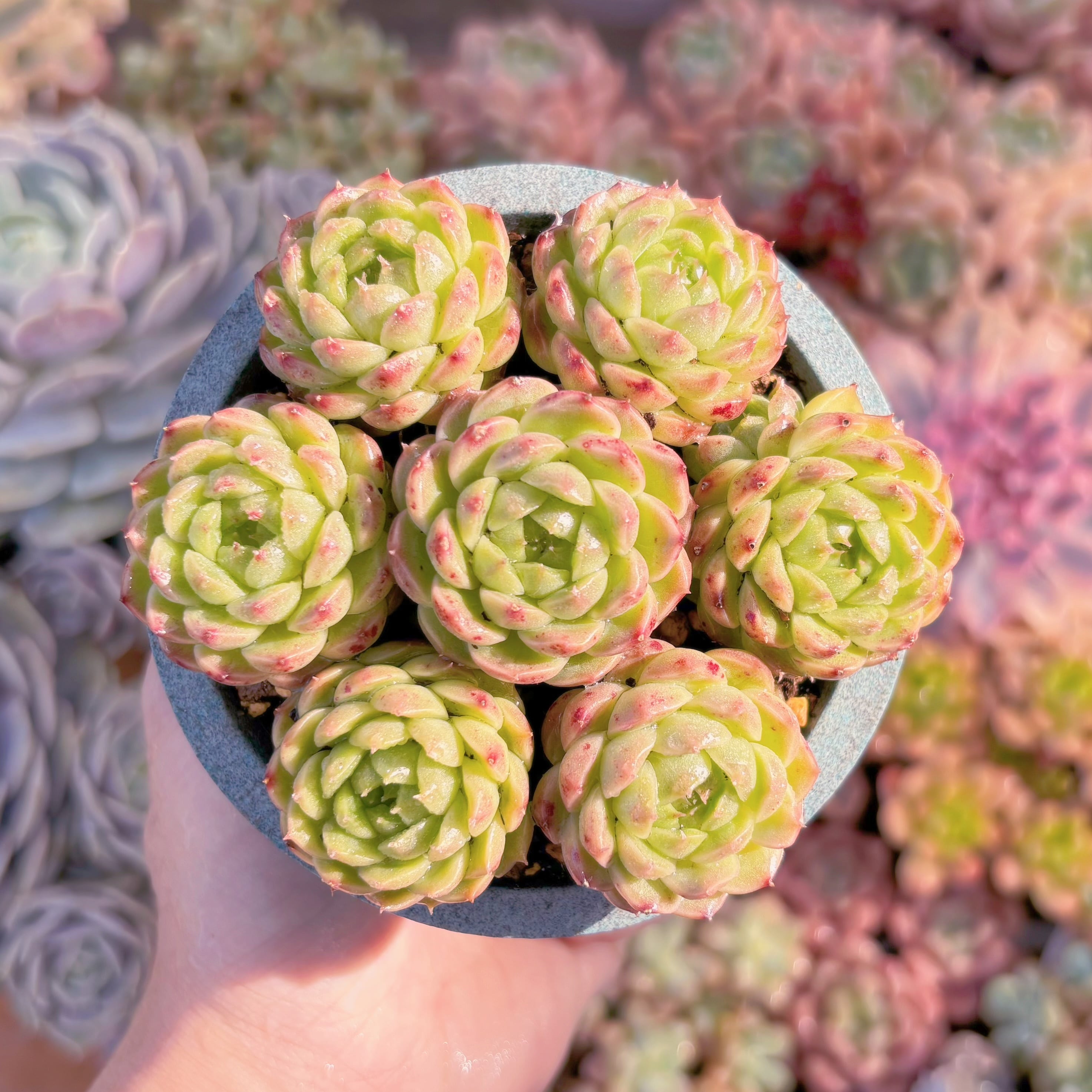 多肉植物　蒼夏(7苗)　新入荷　るる農園