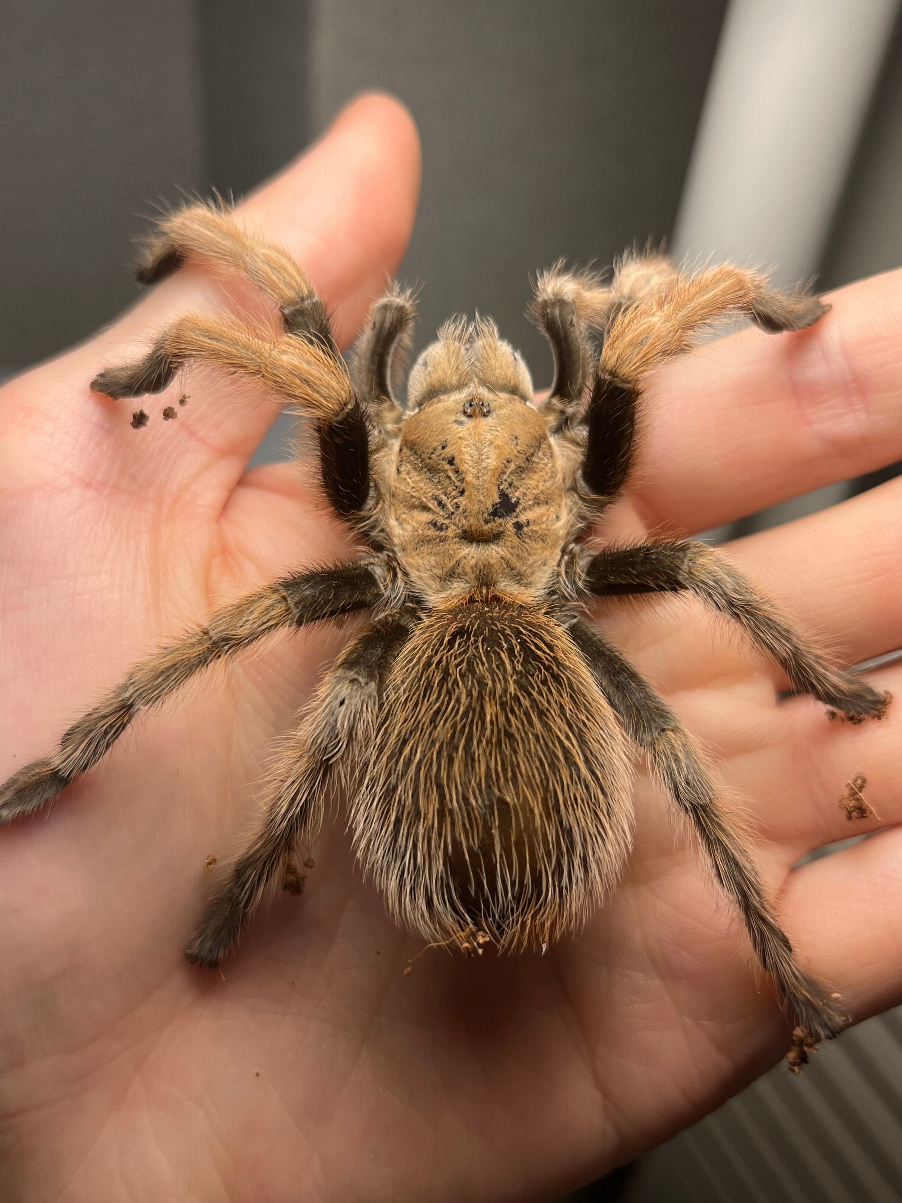 BIG♀】アリゾナブロンドタランチュラ 体長5cm程 生体標本ムカデ