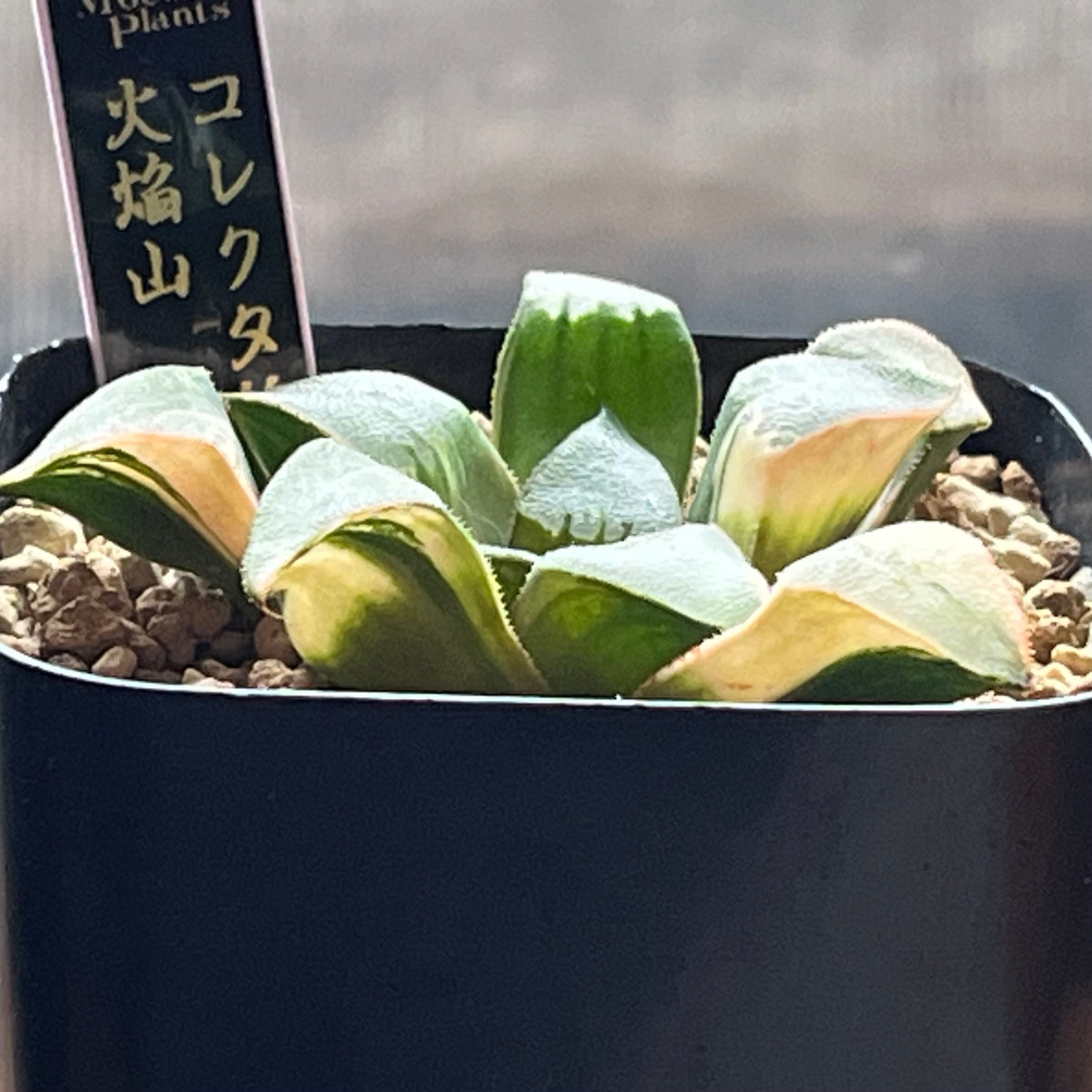 ハオルチア 火焔山 極上斑 ハオルチア コレクタ錦 火焔山 | mocono_plants