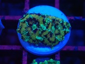 【一ヶ月熟成】Discosoma WaterMelon  4