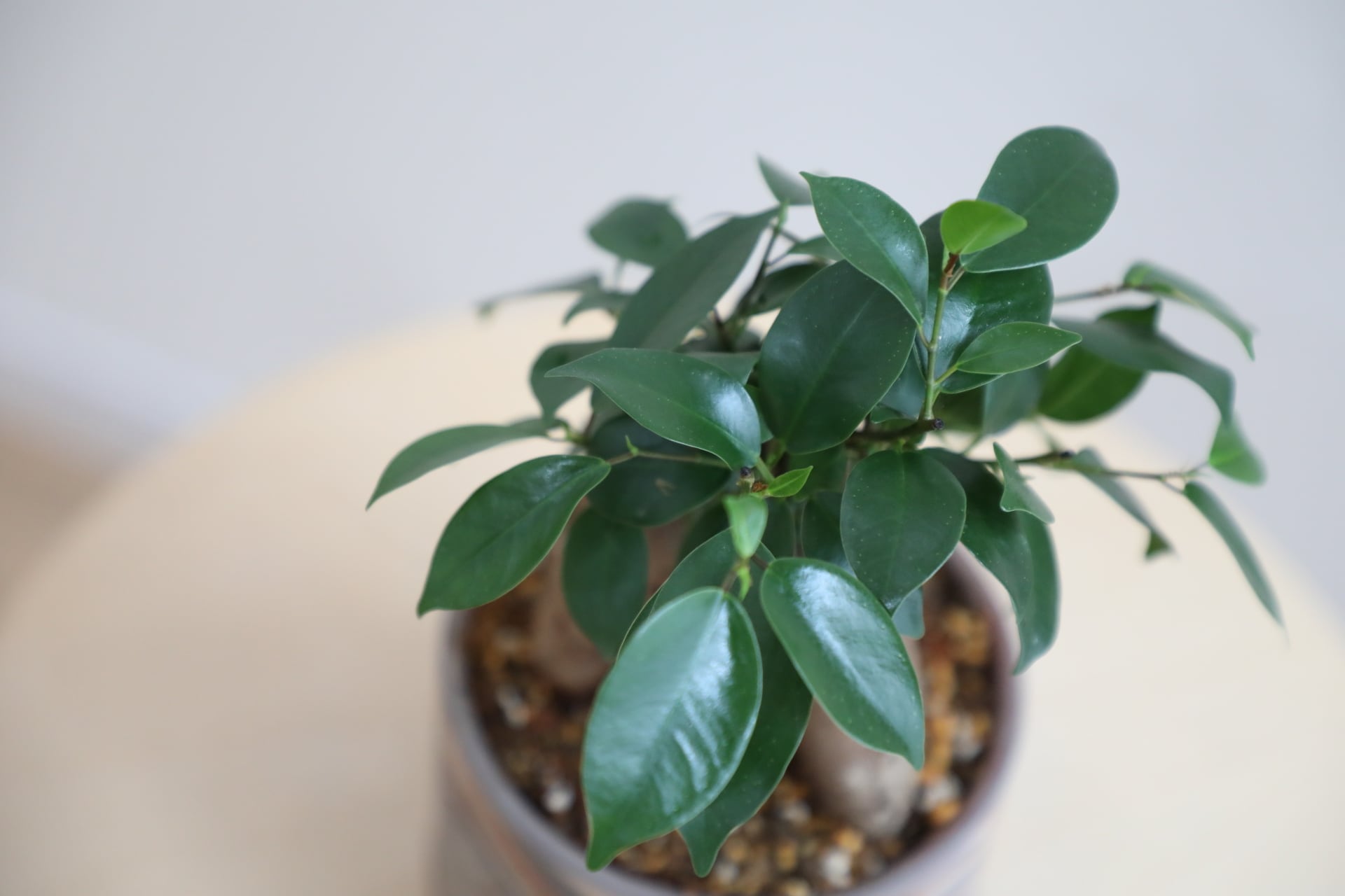 S】ガジュマル/Ficus microcarpa | 【厳選植物・器】MIDORI DOUMEI 翠