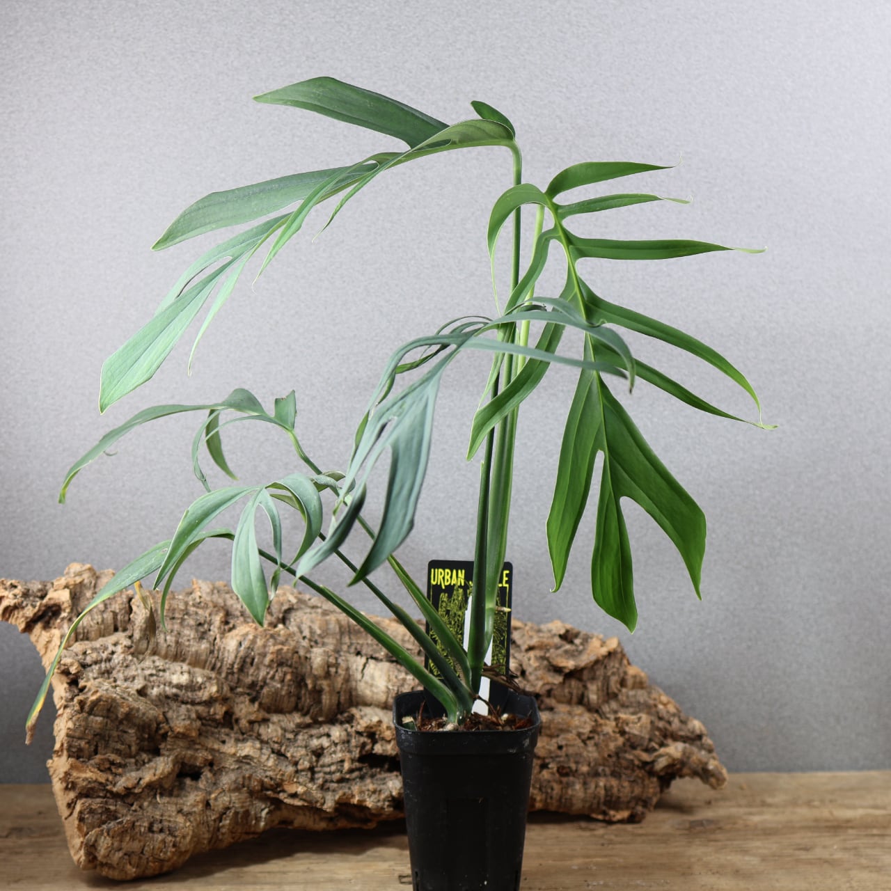 MARX PLANTS | 観葉植物・多肉植物・塊根植物