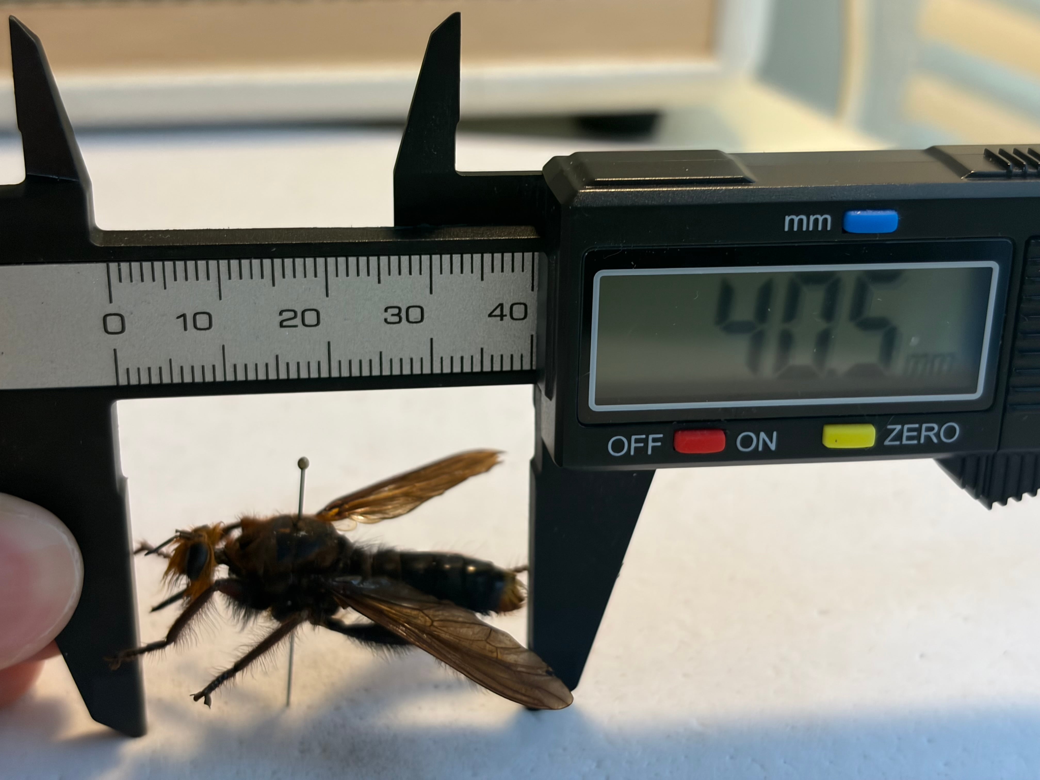 ムシヒキアブの一種 ハエ ベルゼバブ キエリアブラゼミ 蝉セミハエハチ