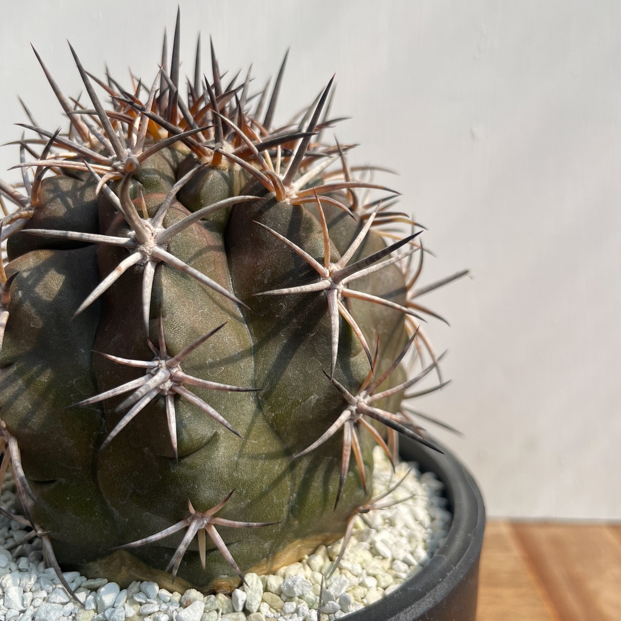 Copiapoa dura【コピアポア・デュラ・銅羅丸・実生】