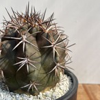 Copiapoa dura【コピアポア・デュラ・銅羅丸・実生】