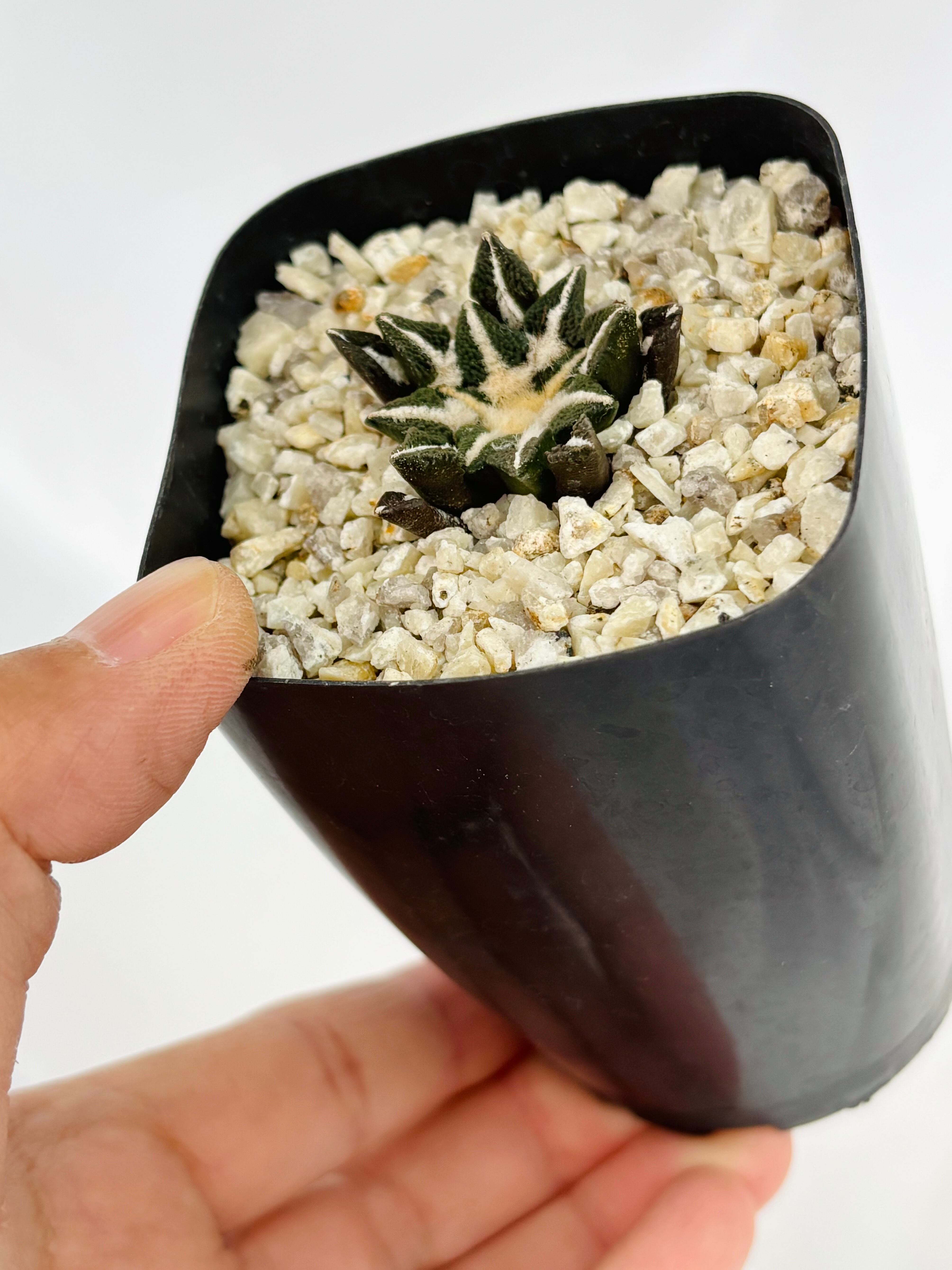 Ariocarpus kotschoubeyanus アリオカルプス 大疣黒牡丹 サボテン