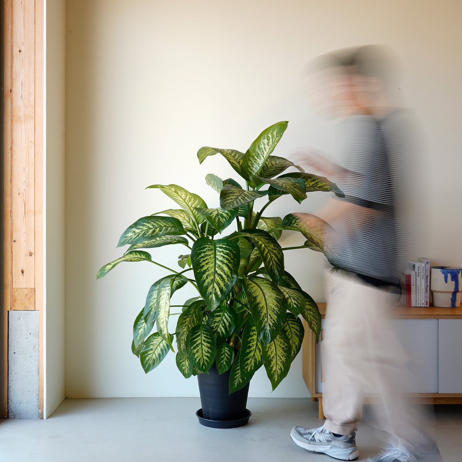 AYANAS（アヤナス）｜観葉植物のセレクトショップ・通販