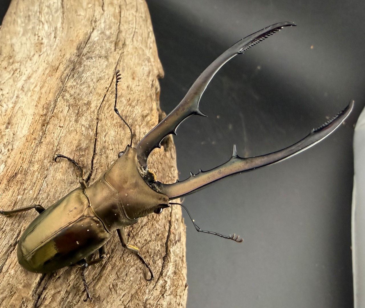 【WD】《メタリフェルホソアカ亜種finae 86mm ペア》