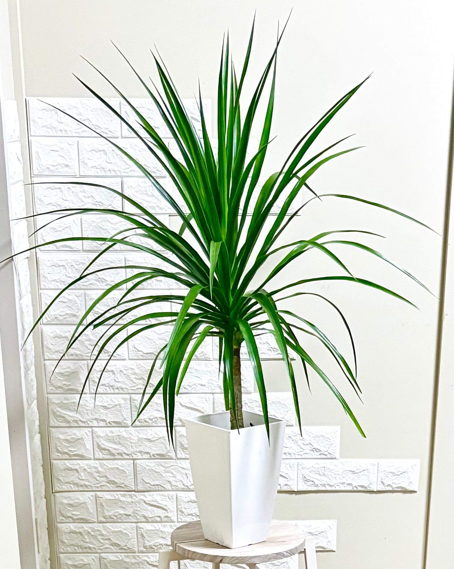 フィカスアムステルダムキング⭐️曲がり⭐️約150cm | 観葉植物のお店