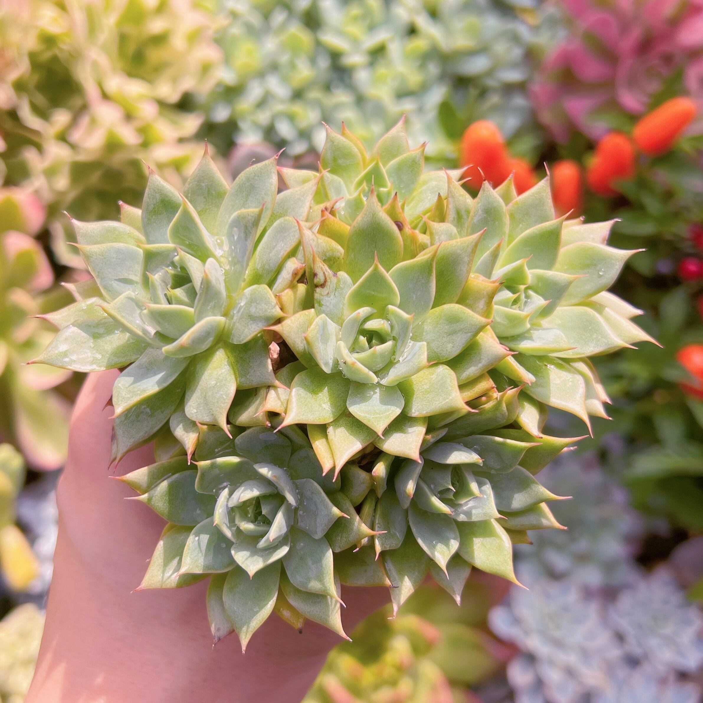 現物　リンゼアナ#700   るる農園