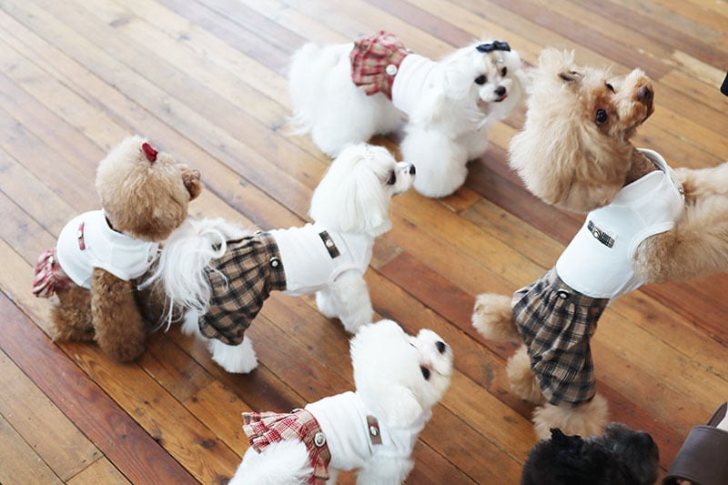 CLASSIC SCHOOLワンピース / 犬服 ワンピース お出かけ 小型犬 中型犬 可愛い ドッグウェア 犬の服 ドレス お揃い