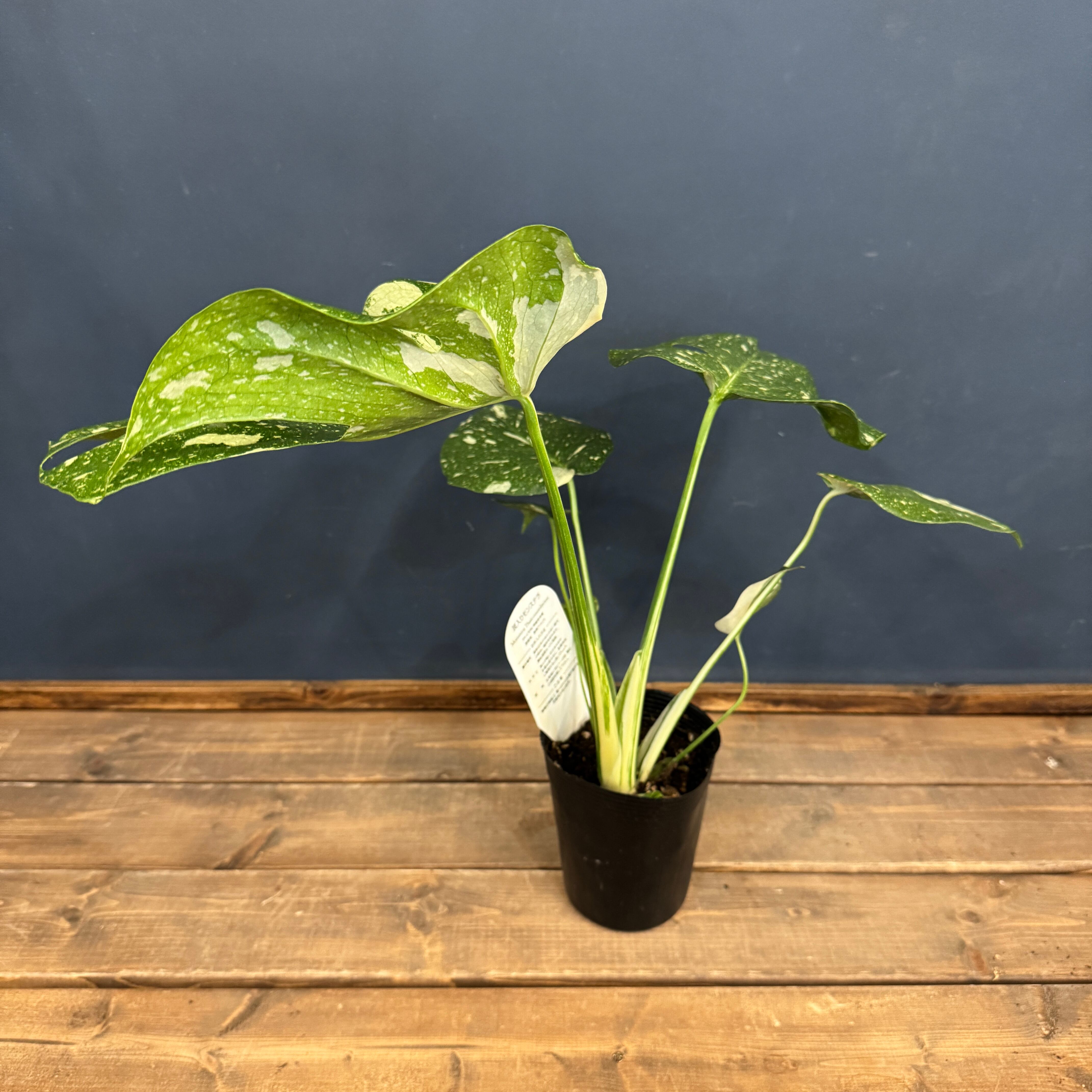 モンステラ タイコンステレーション【670】 | PROTOLEAF プロトリーフ