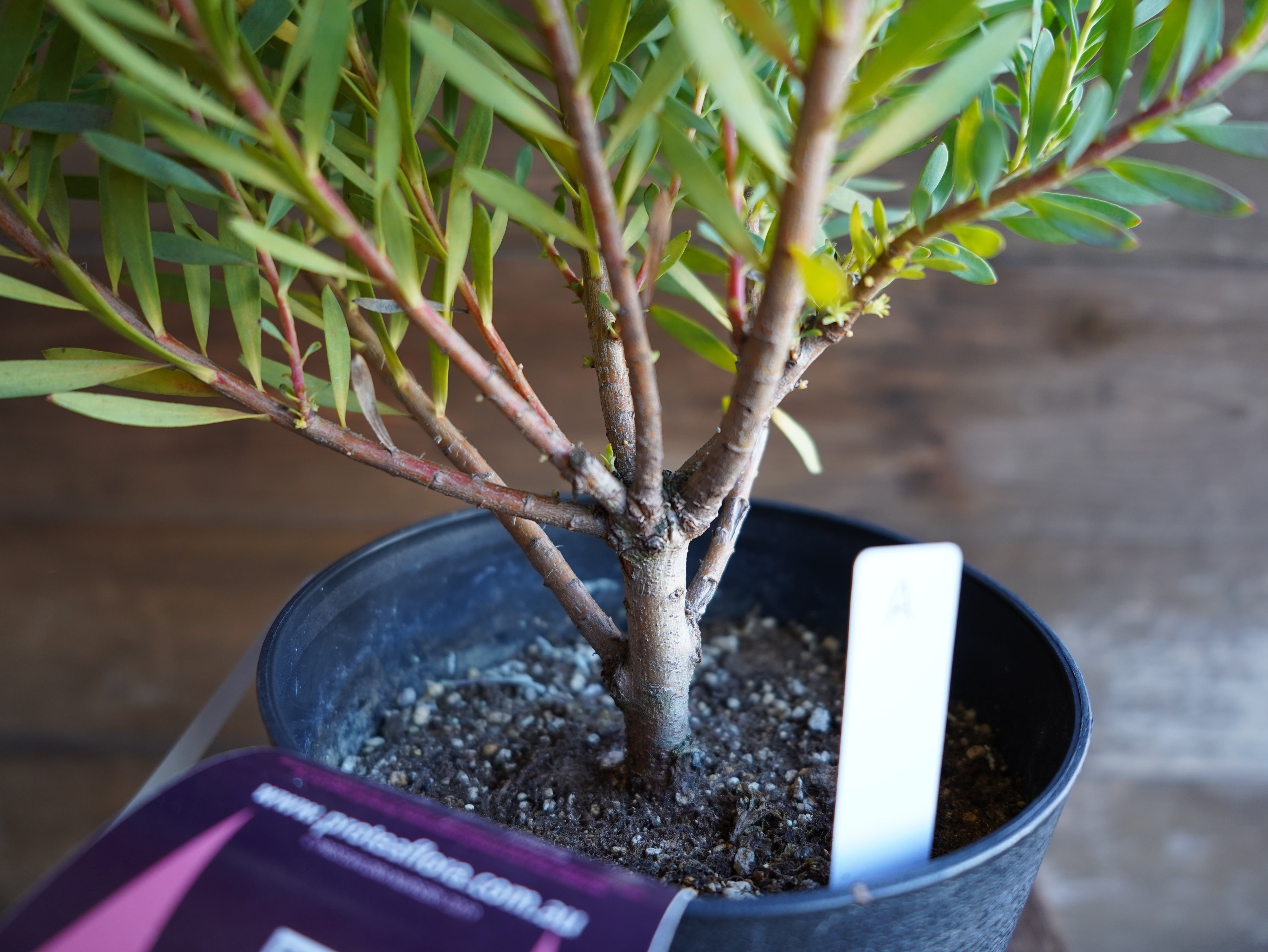 【現物】リューカデンドロン　”Harlequin”　A