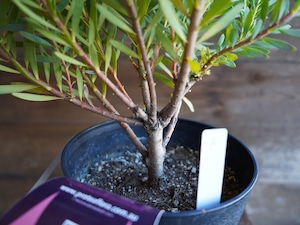 【現物】リューカデンドロン ”Harlequin” A