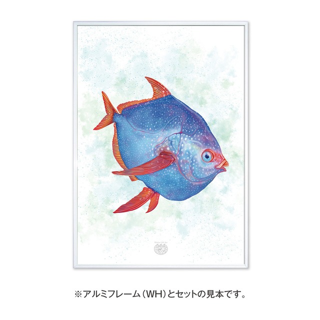 【海のいきものアートポスター／魚】アカマンボウ