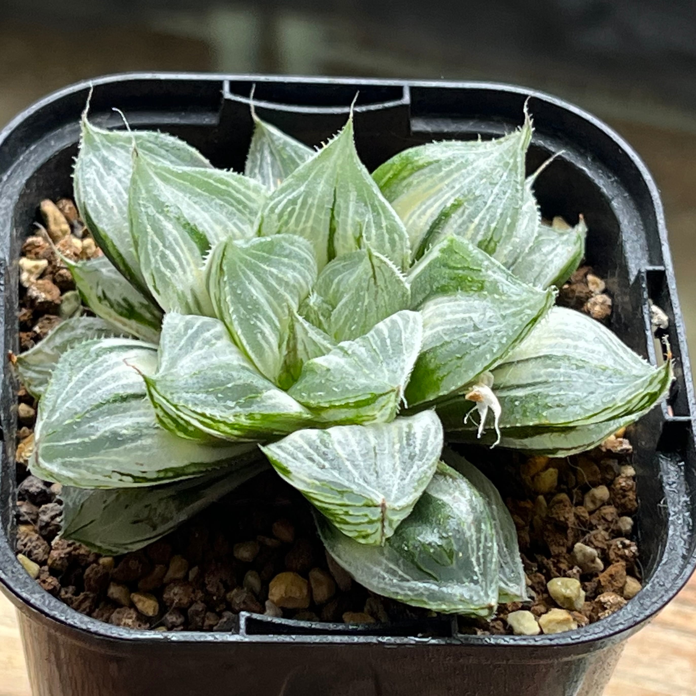 錦 | mocono_plants