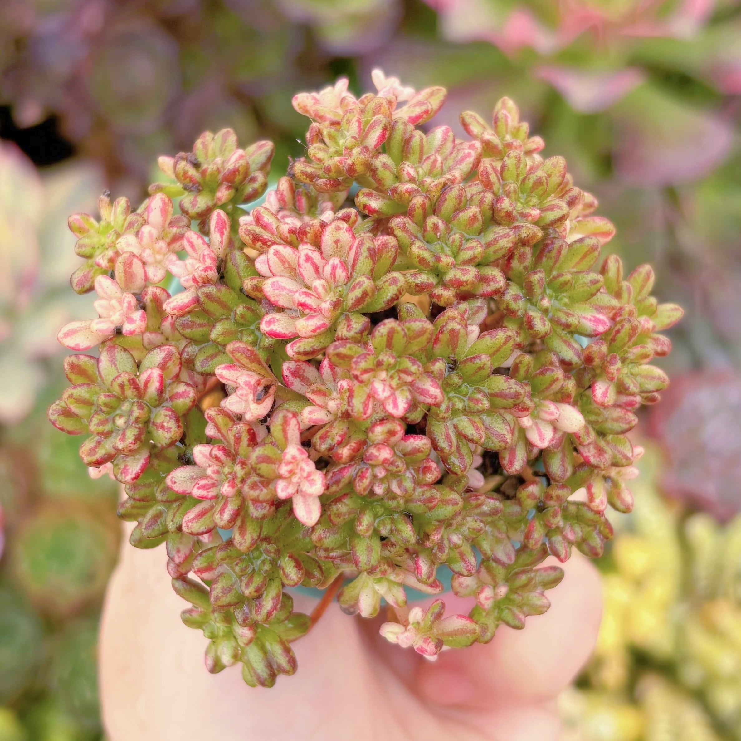 現品　小人の祭り錦#A05　群生　るる農園