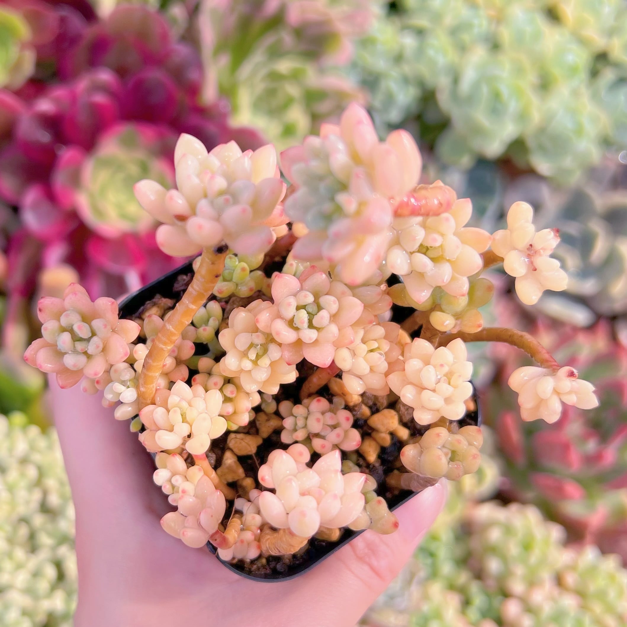 現品　ブルービーン錦#F027　るる農園