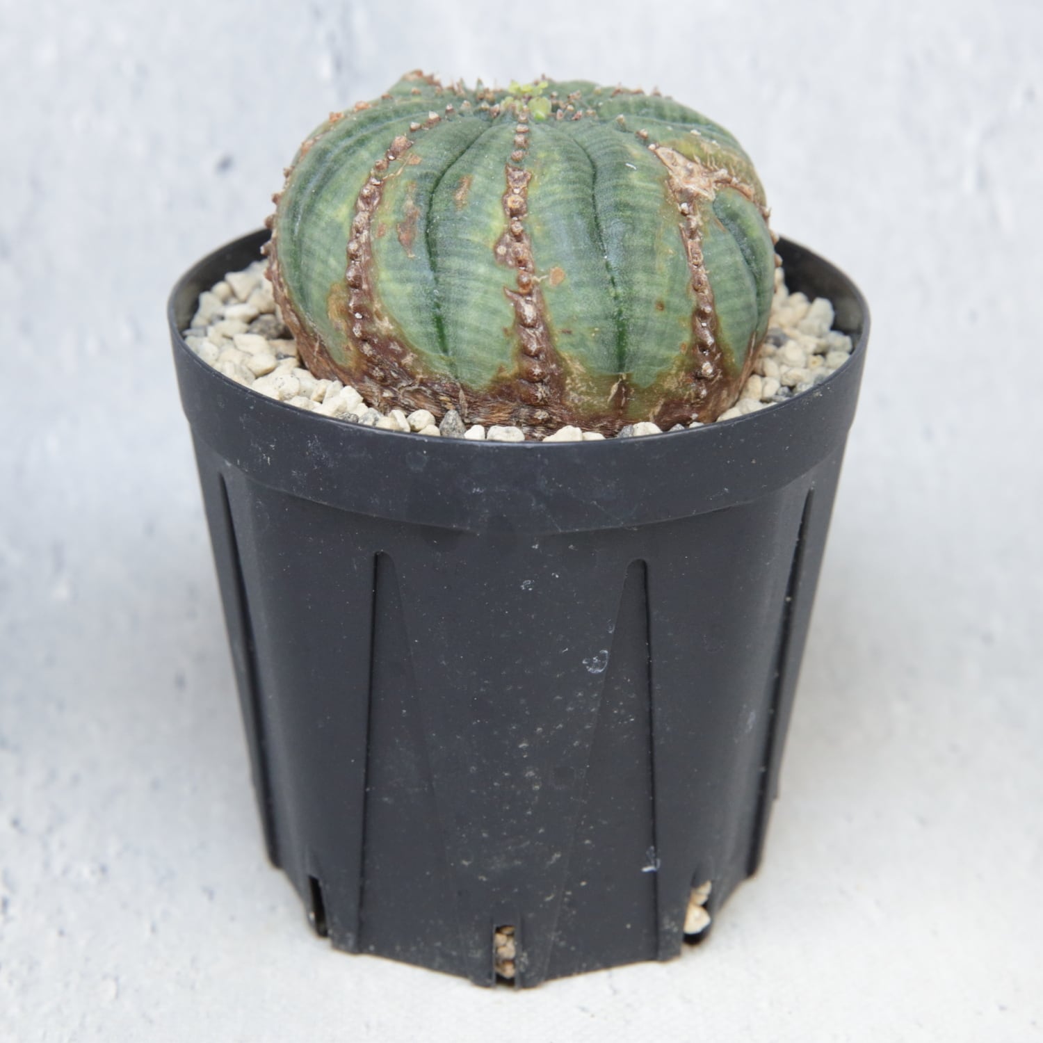 G*N様 ユーフォルビア オベサ モンスト 13稜 扁平 捻れタイプ メス株 超扁平 木質化 モンスト 捻じれ オベサ / ユーフォルビア