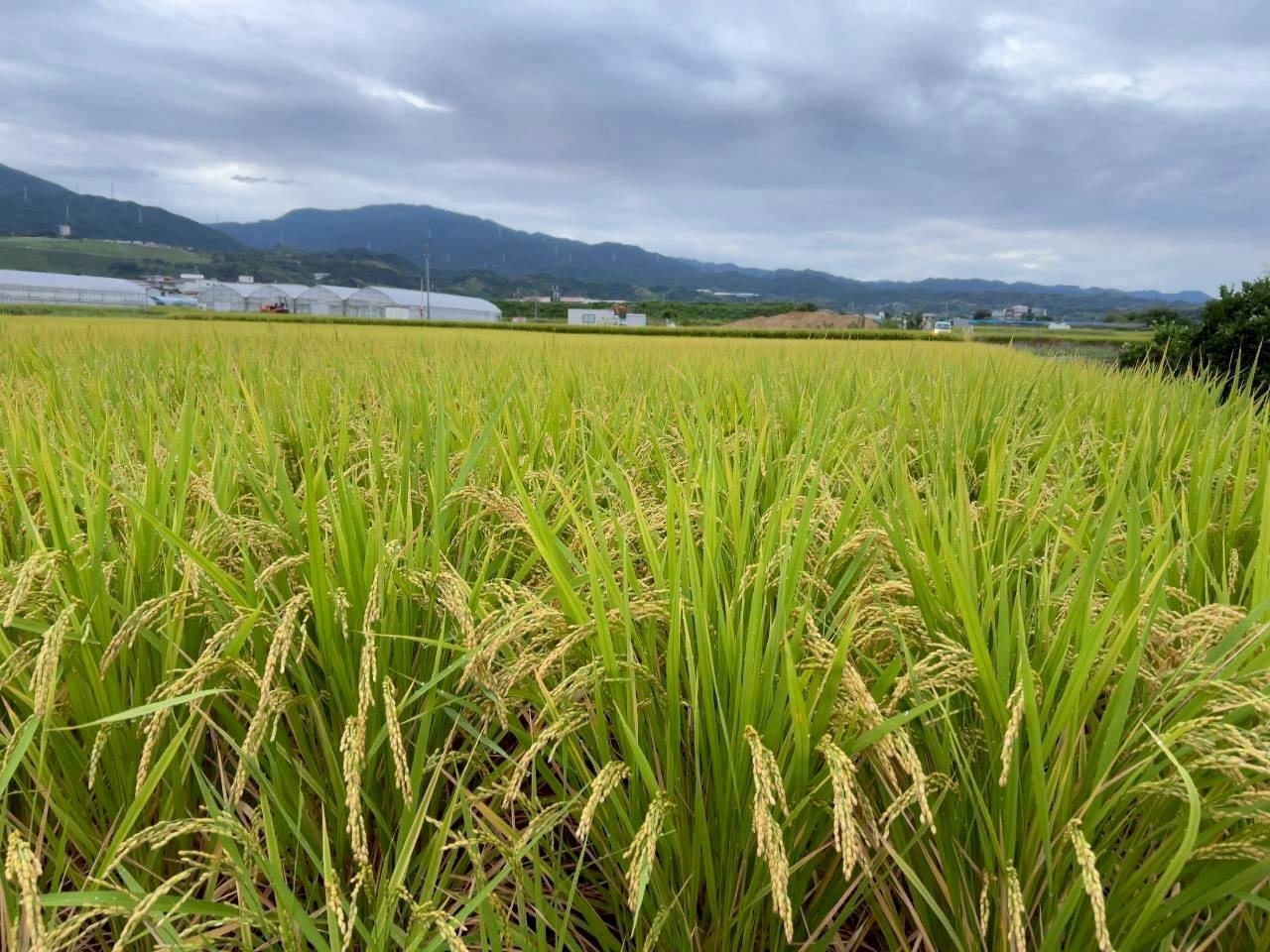 ヒノヒカリ 白米 1キロ 栽培期間中化学肥料農薬不使用【ひまりえん】
