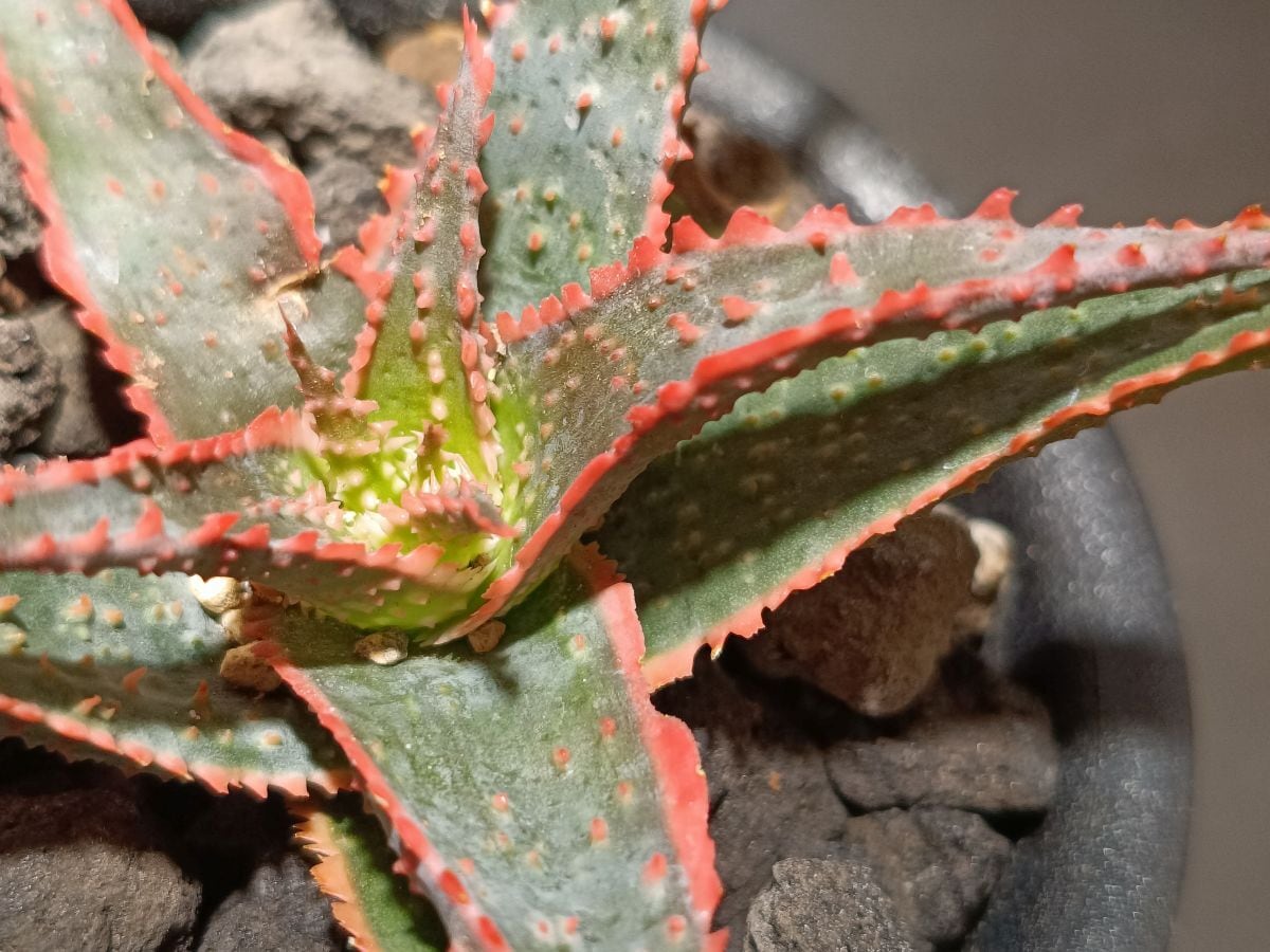 Dyckia 'Dakota' Seedling (F1) ディッキア ダコタ 実生 管理No.21