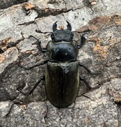 【WD】《チベットミヤマ ssp. 31mm ♀単》