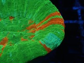 Scolymia Unique IceBleedingApple