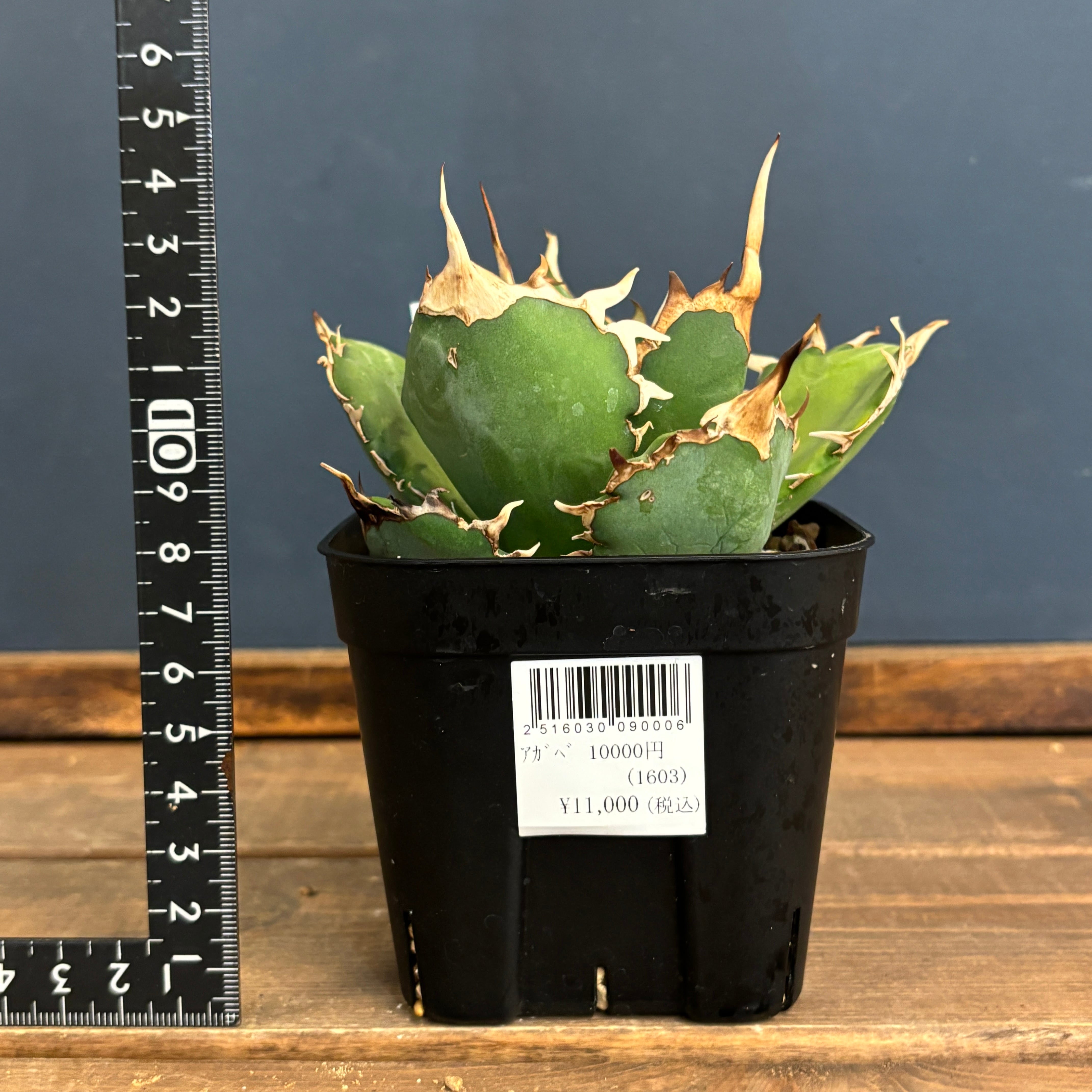 アガベ　チタノタ　ブラックドラゴン　胴切り天 活着株鉢ごと発送 アガベ チタノタ ブラックドラゴン 胴切り天 活着株鉢ごと発送