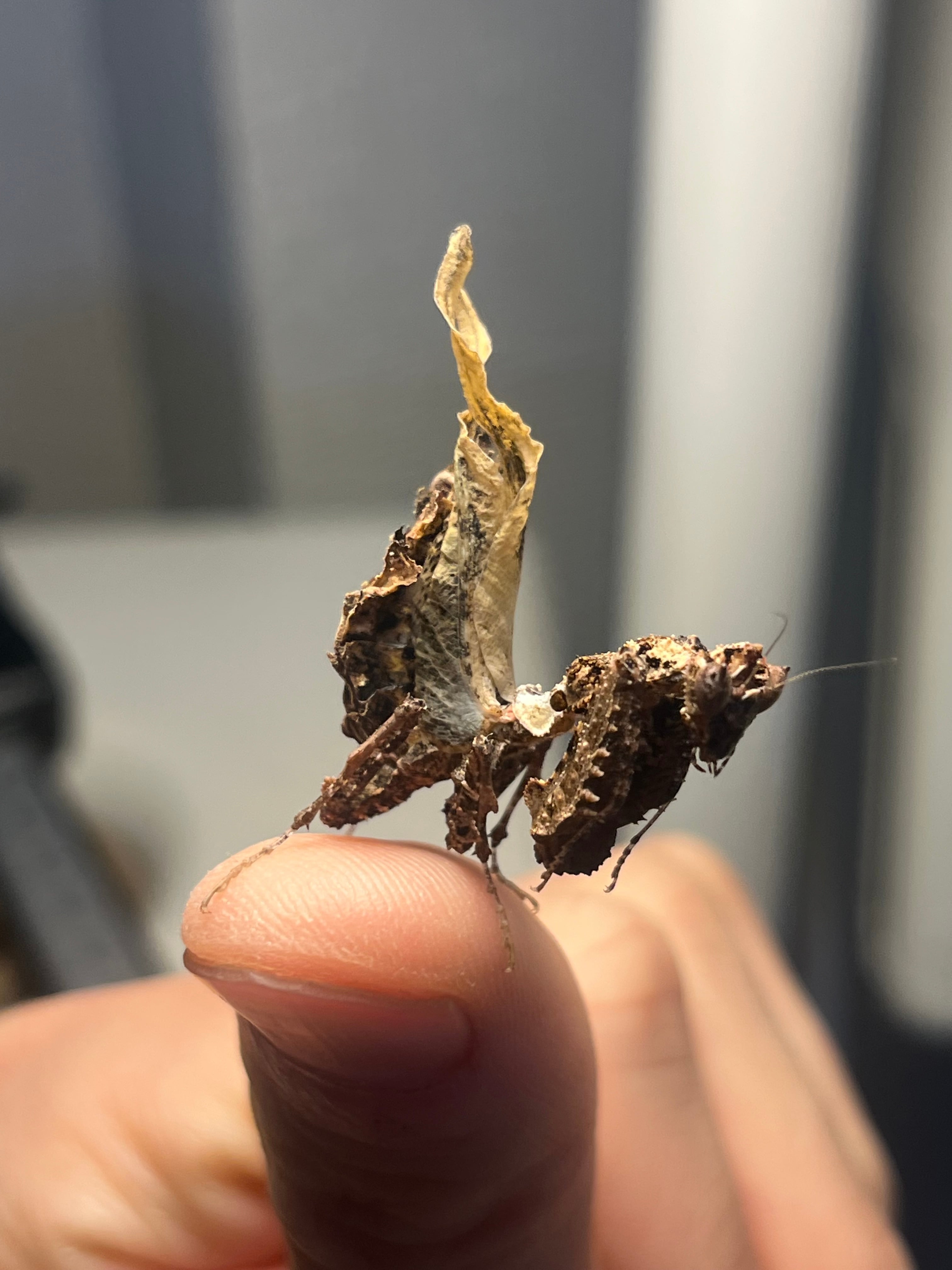 カマキリ | オモニキチュウ