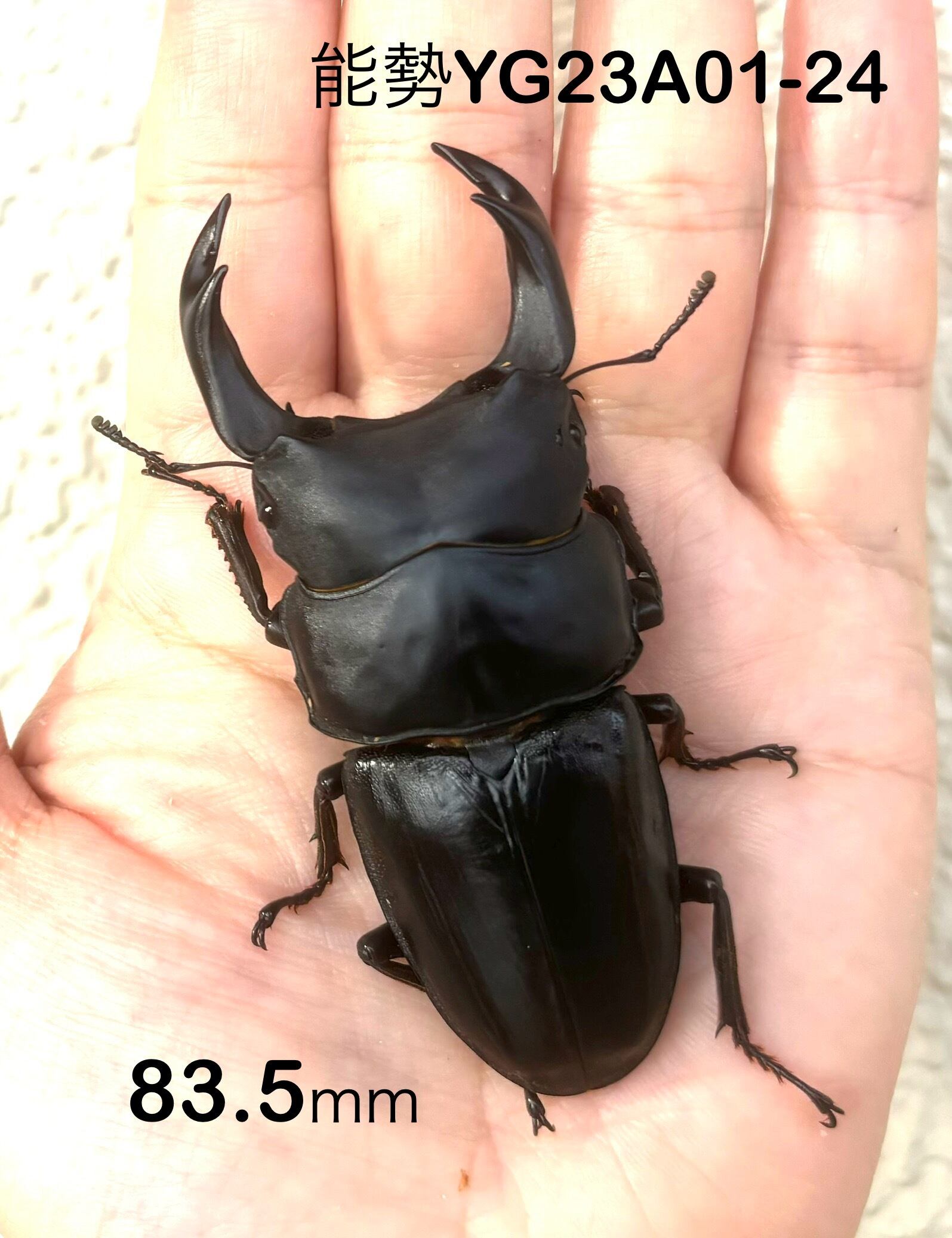 オオクワガタ 82．5㎜ 52．0㎜ペア | 能勢YG （新成虫）① 