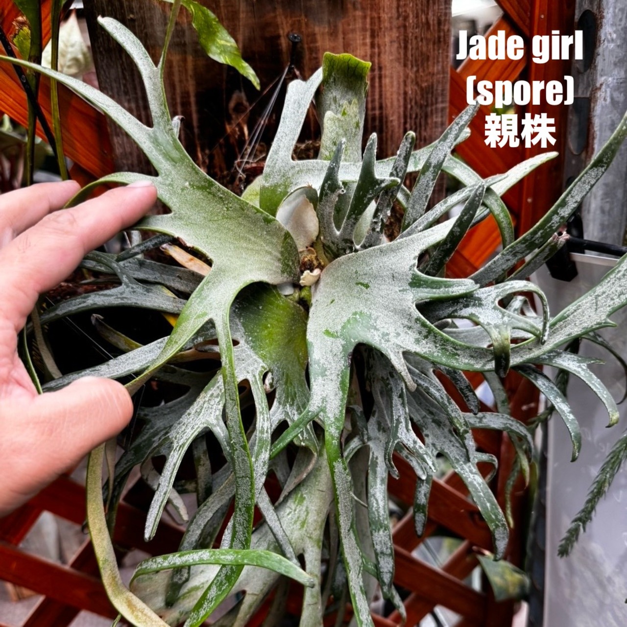 ビカクシダ　ジェイドガール　P. willinckii 'Jade Girl' spore【1085】