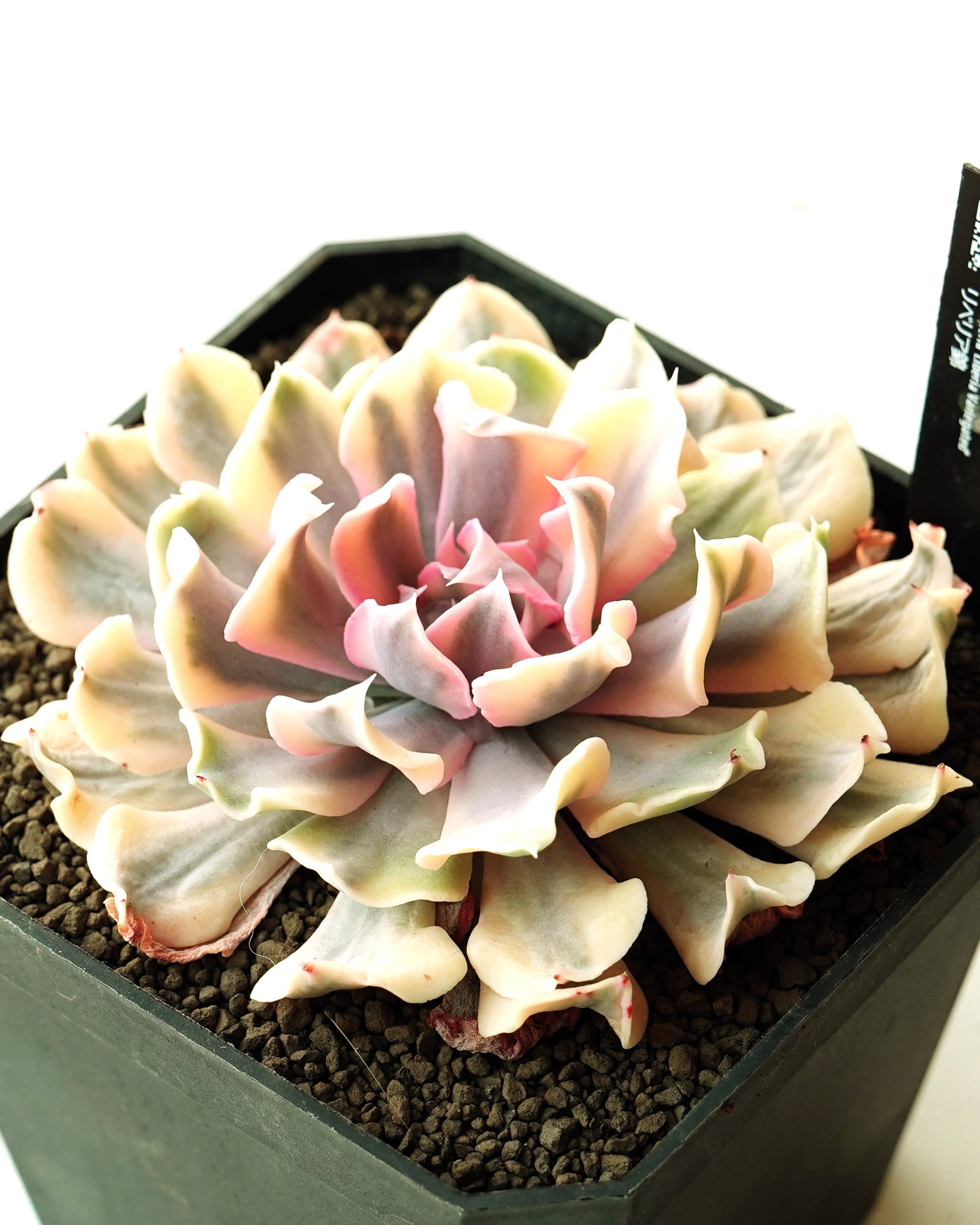 抜き苗 リベリア錦 Echeveria 'Liberia Variegated' | PUKUBOOK SUCCULENTS