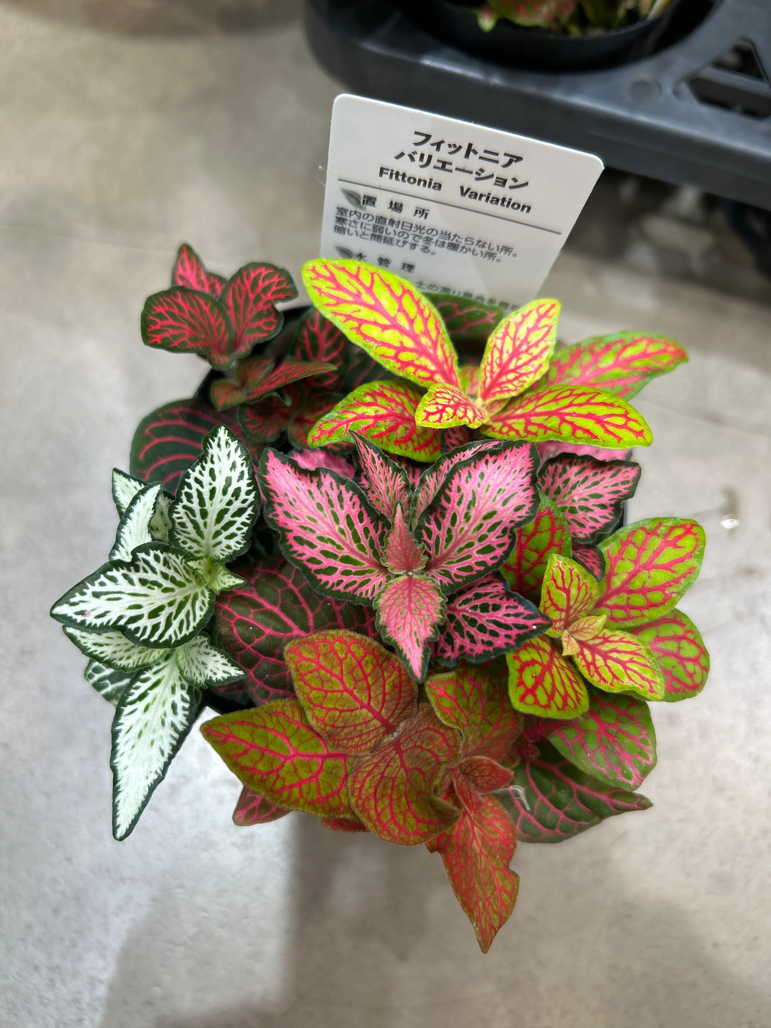 A ホヤ アルゲンティア プリンセス | MIDORIYA 観葉植物専門店