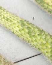発根済カット苗 クレイストカクタス カラデモノ錦 単頭 Cleistocactus winteri ssp.colademono f.variegata